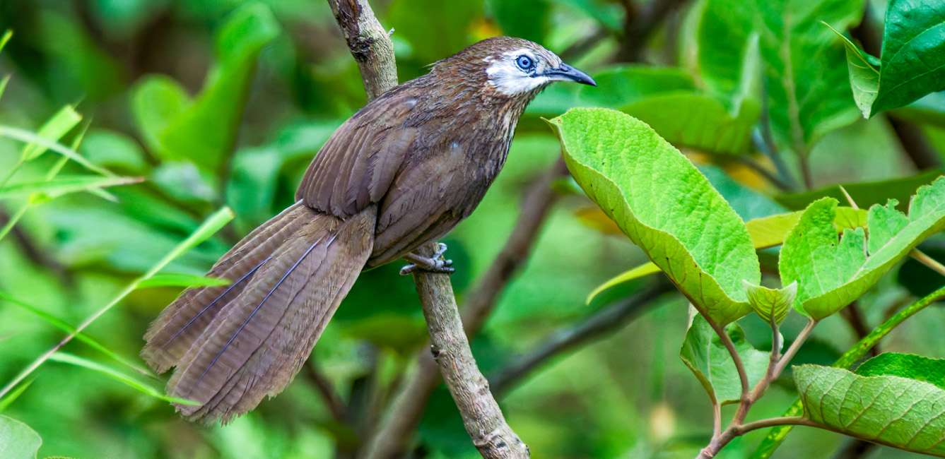 Spiny Babbler Birding Day with Nepal Birding Guide