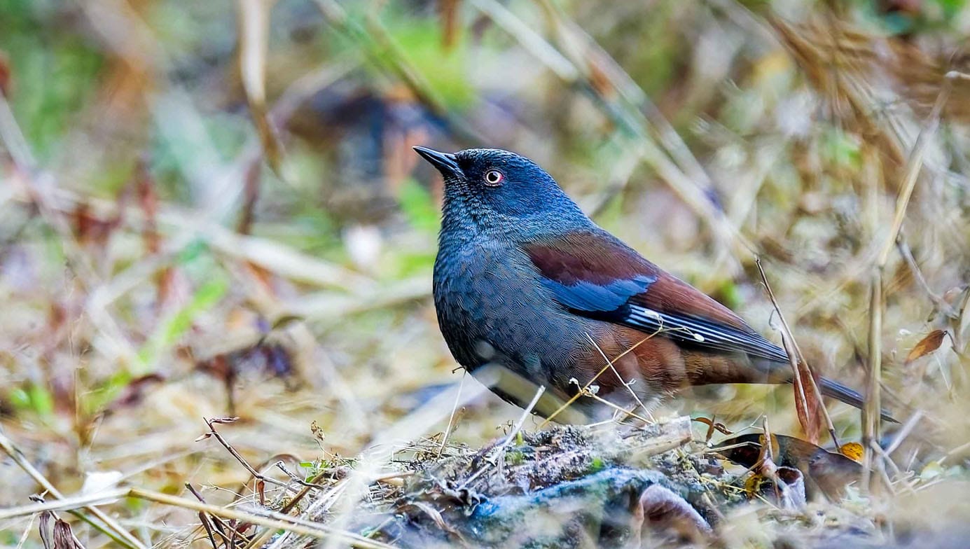Shivapuri Forest Birding Day with Nepal Birding Guide
