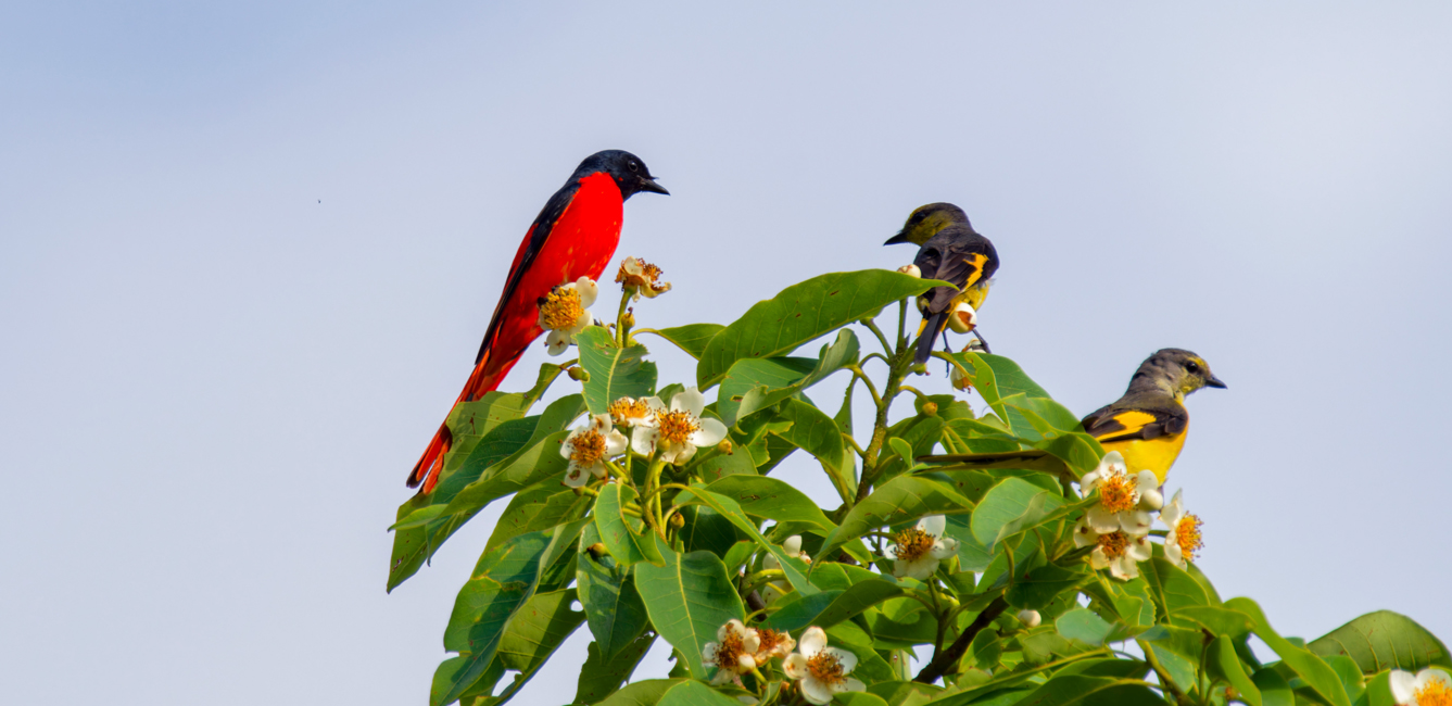 Phulchowki Forest Birding Day with Nepal Birding Guide