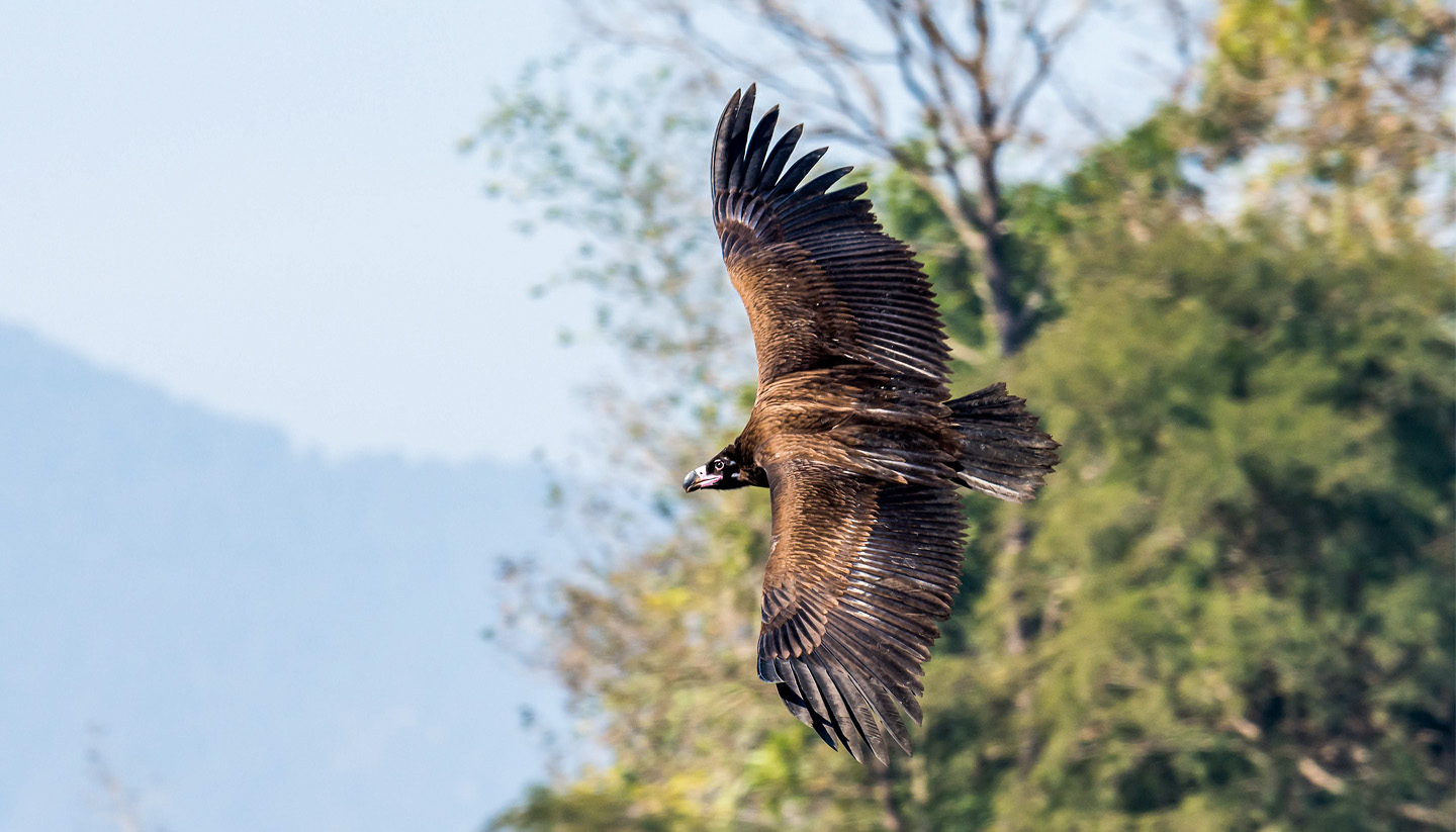 Thulakharka Raptor Watching Journey with Nepal Birding Guide