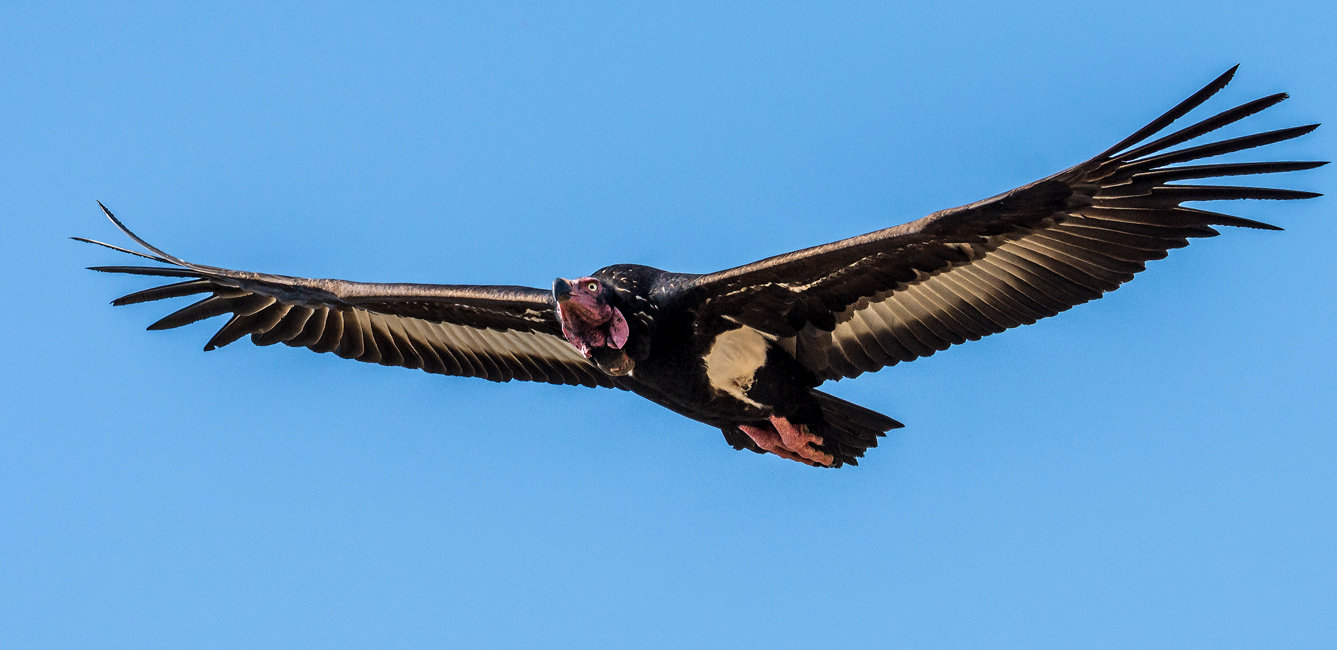 Annapurna Forests and Pokhara Birding Trek with Nepal Birding Guide
