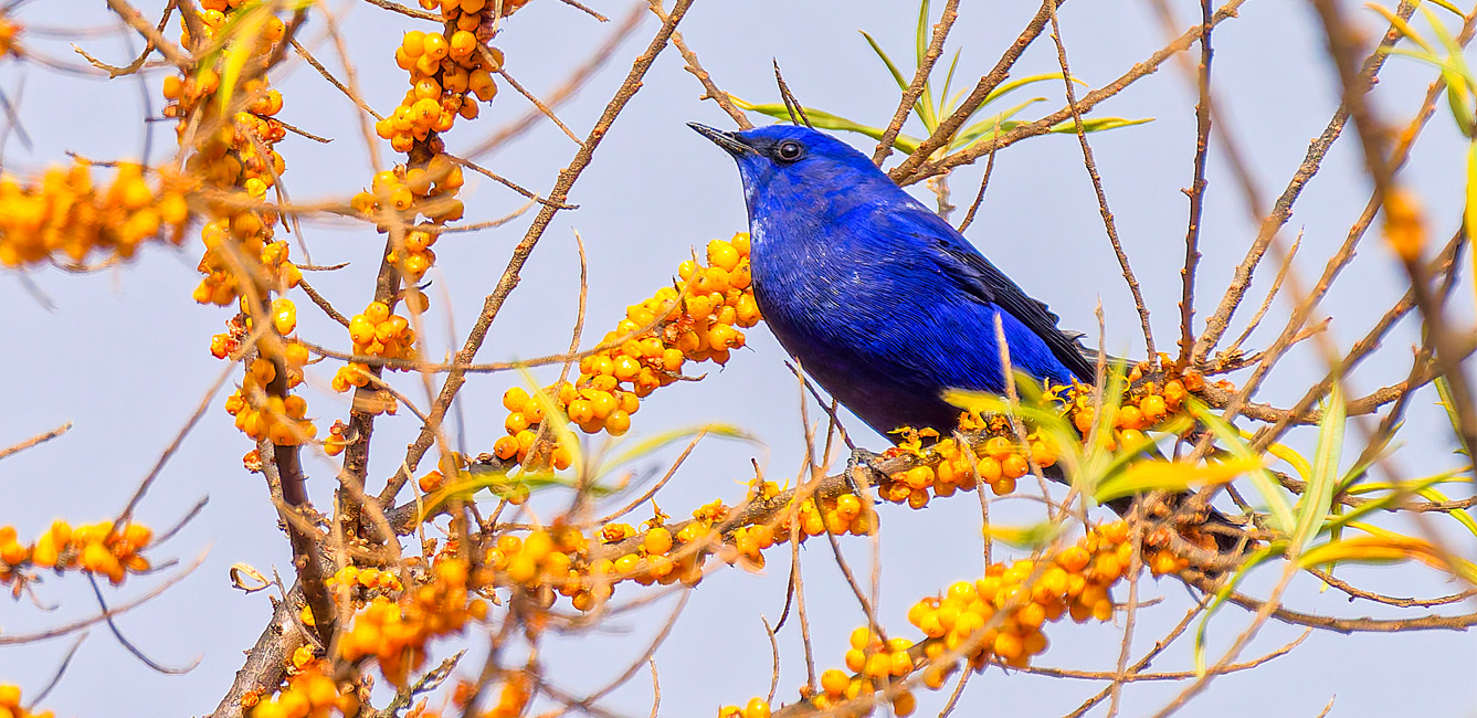 Langtang Valley and Kyanjin Gompa Birding Trek with Nepal Birding Guide