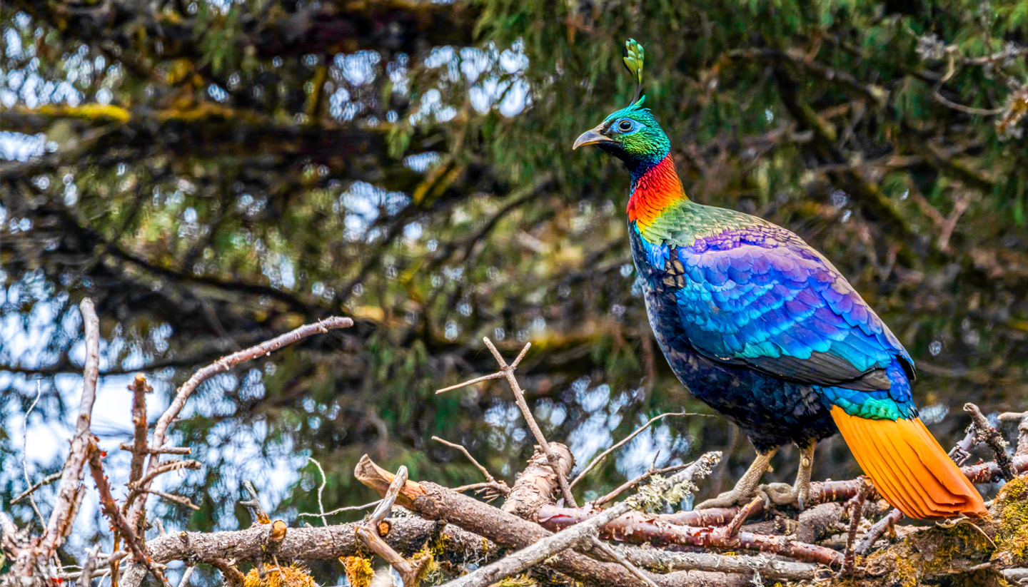 Everest Region Himalayan Monal Birding Trek with Nepal Birding Guide