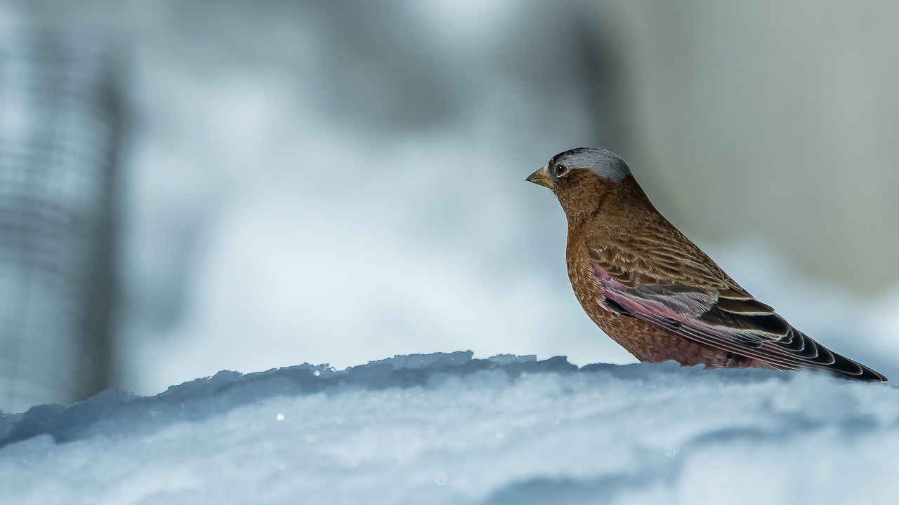 Private Alta Alpine Birding with FeatherQuest