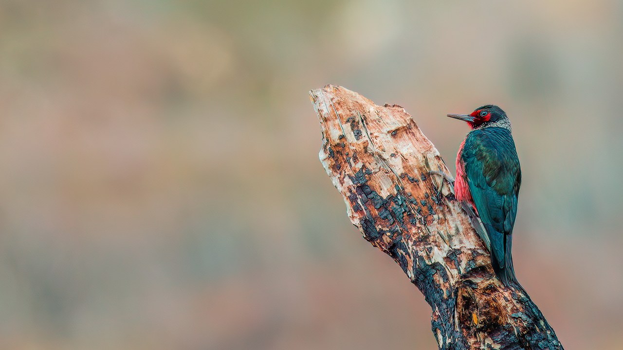 Private Diamond Fork Canyon Birding with FeatherQuest