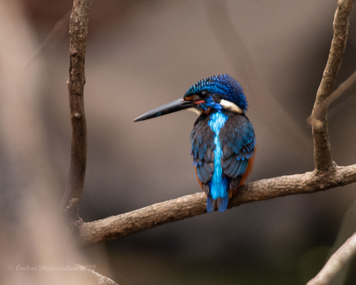 Private 4-Day Goa Forests, Wetlands and Kingfishers Birding Tour