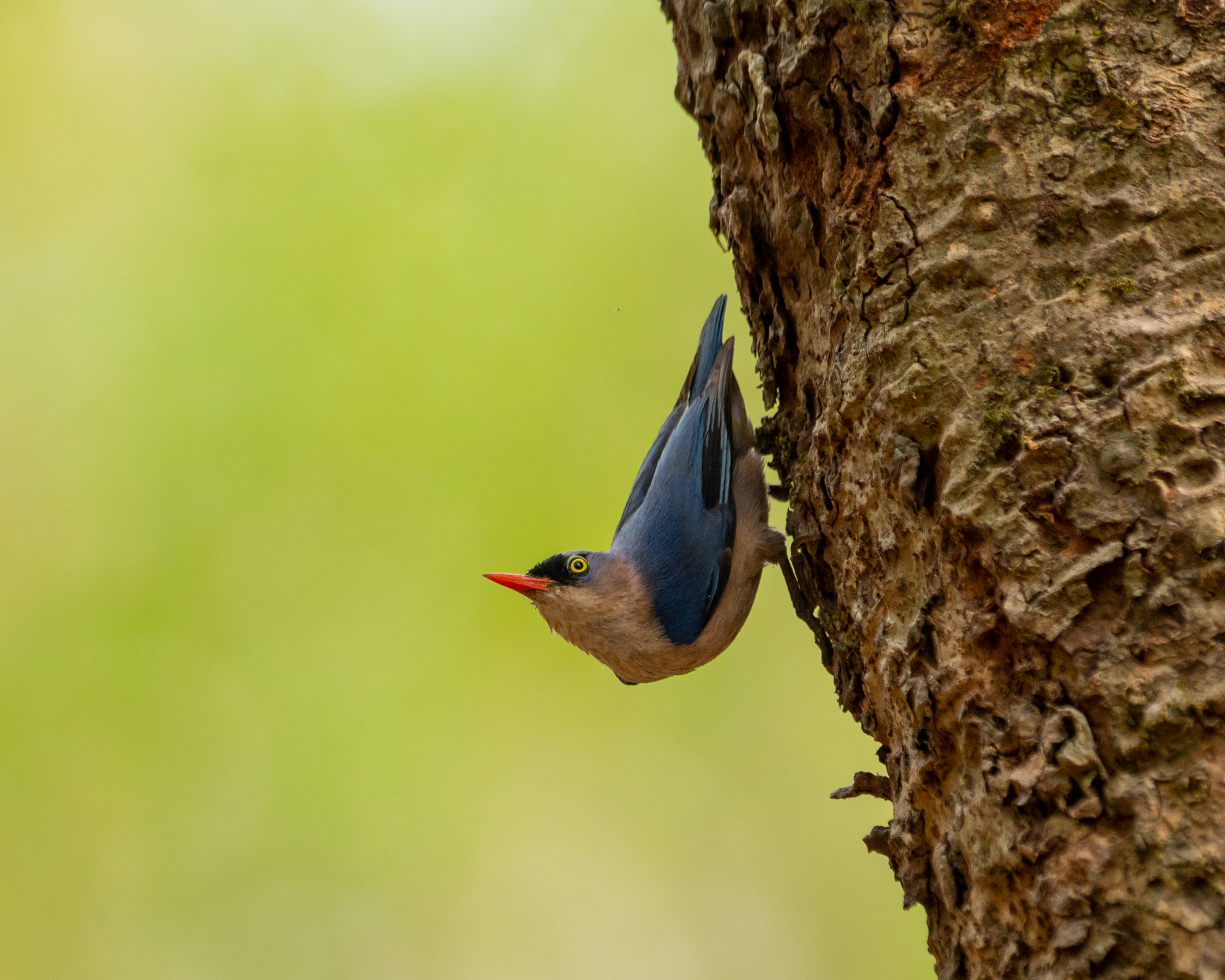 Private 8-Day Complete Goa Birding Circuit