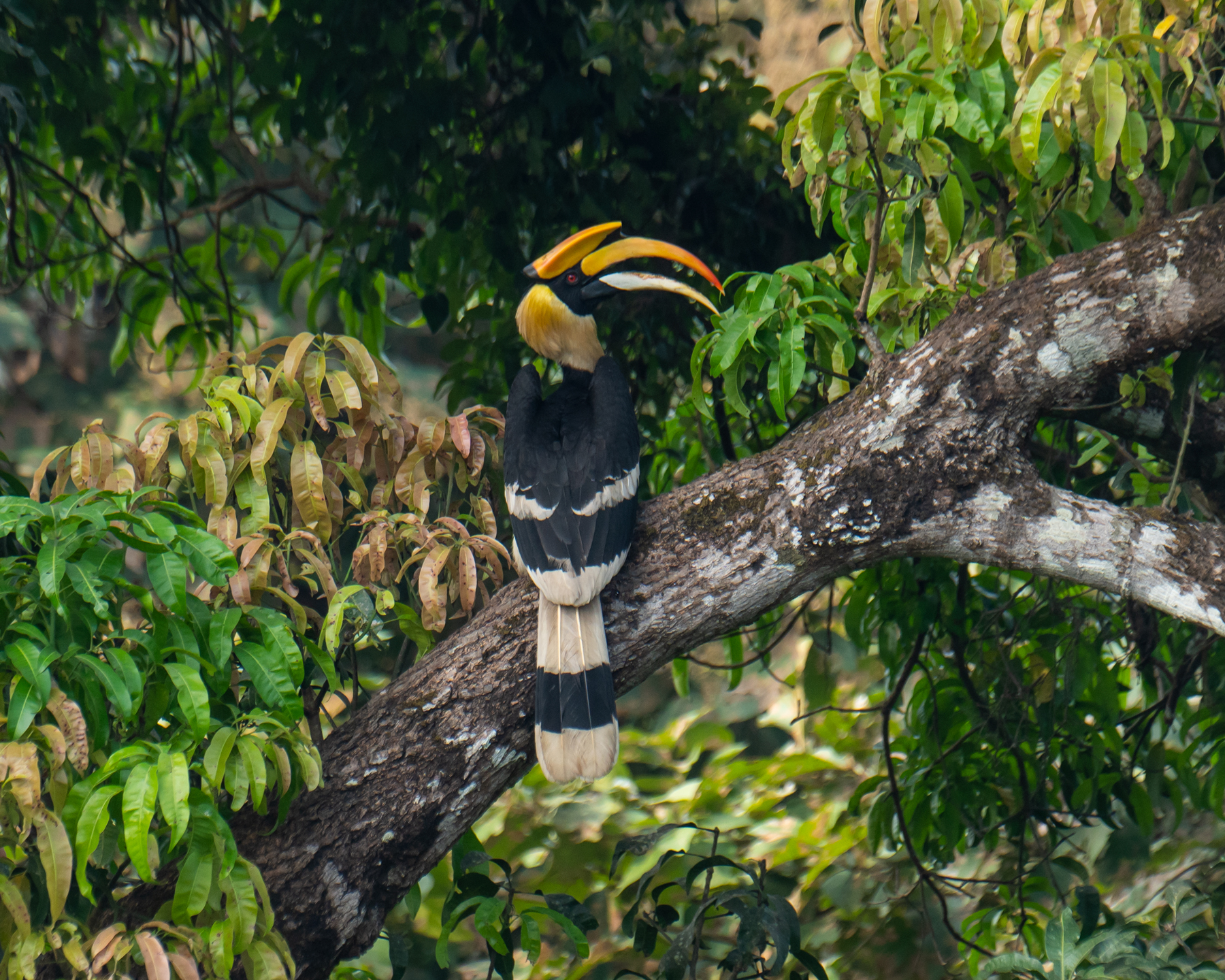 Private 13-Day Goa and Dandeli Western Ghats Birding Tour
