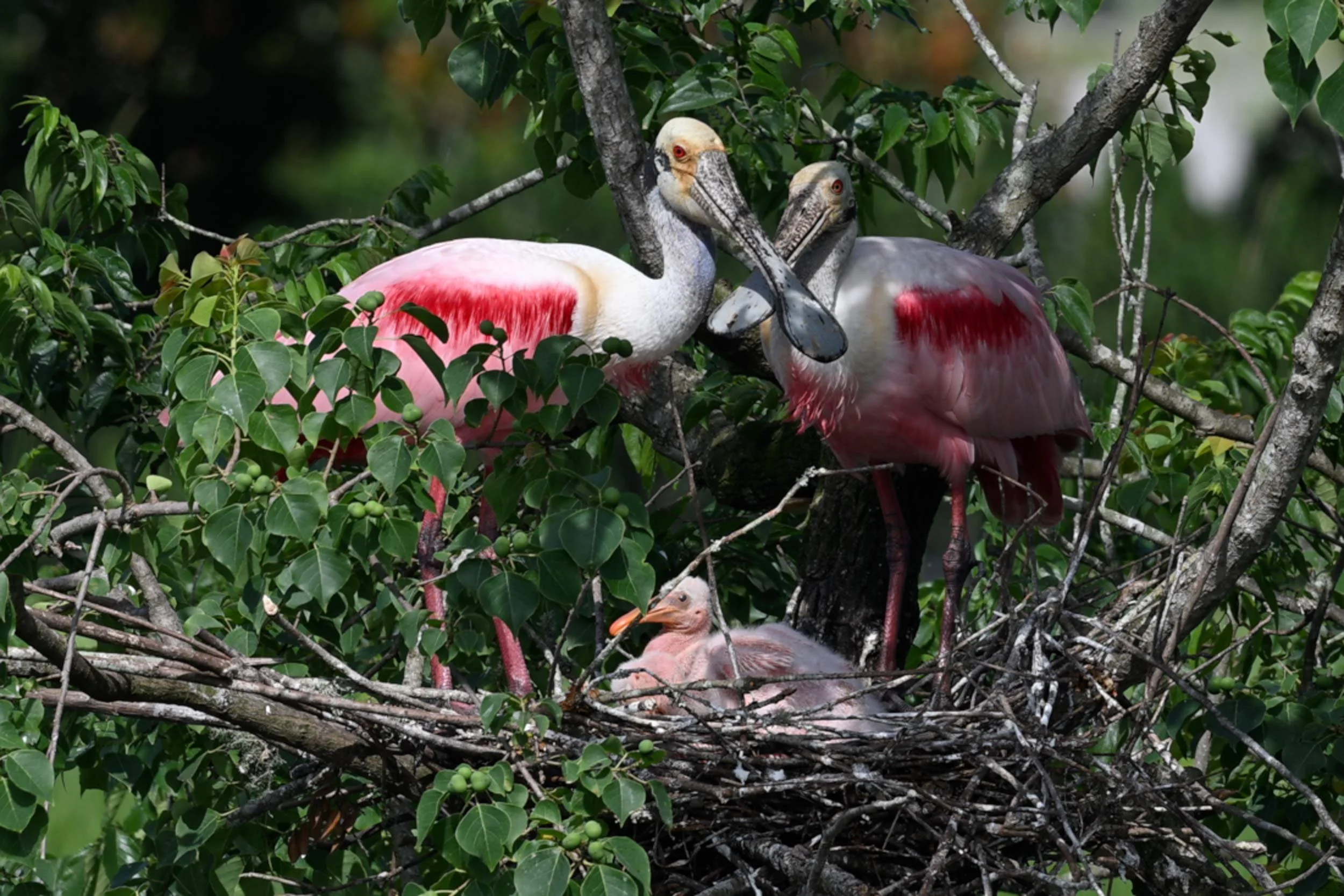 2027 Louisiana Wading Bird Photography Tours with Charles Bush