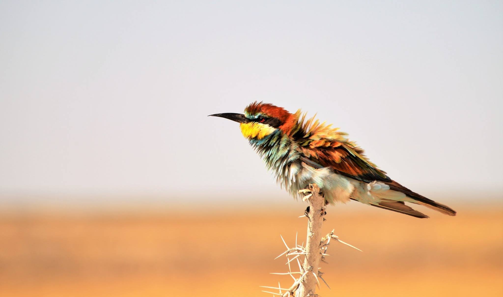 Private Full-Day Windhoek Birding Tour with Wildfoot Adventure Safaris