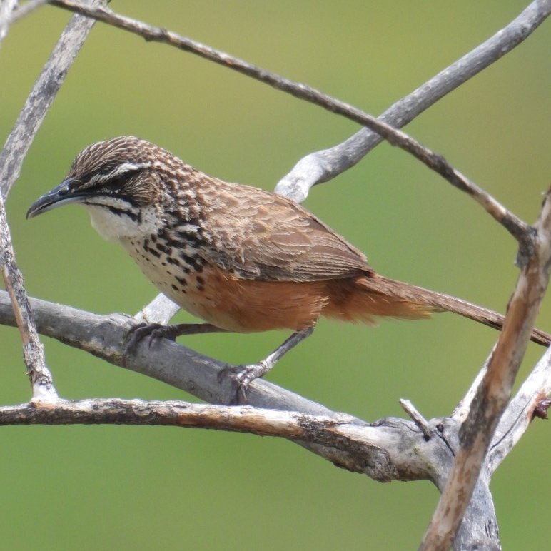 Private 4-Day Namibia Endemic Birding Route with Wildfoot