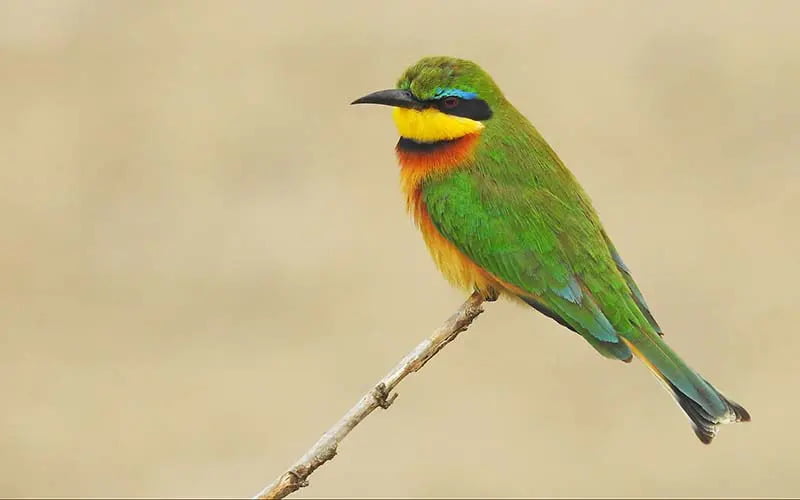 Private 8-Day Caprivi Birdwatching Journey with Heuningland Tours