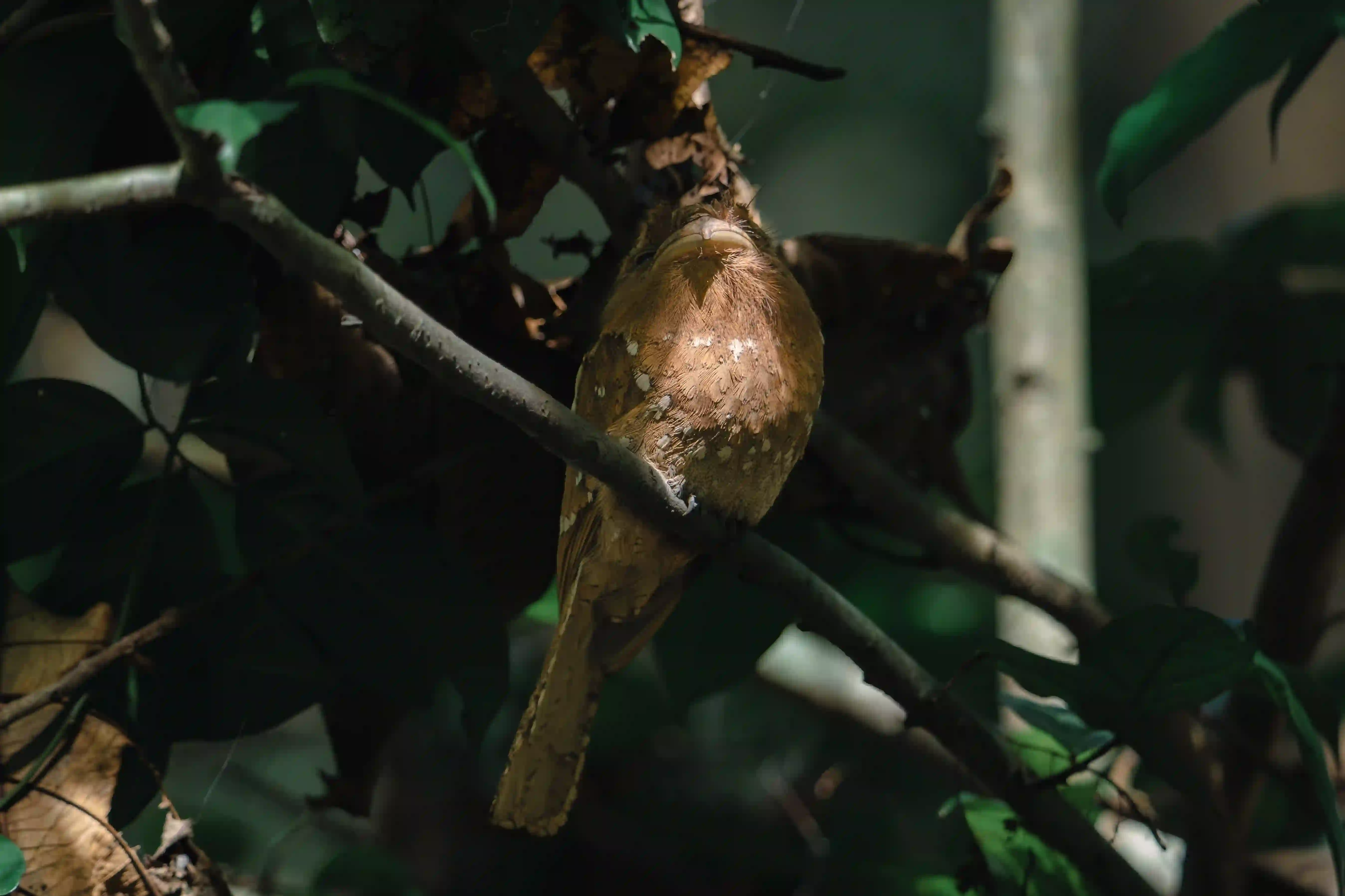 4-Day Thattekad Intensive Birding with Thattekad Birding