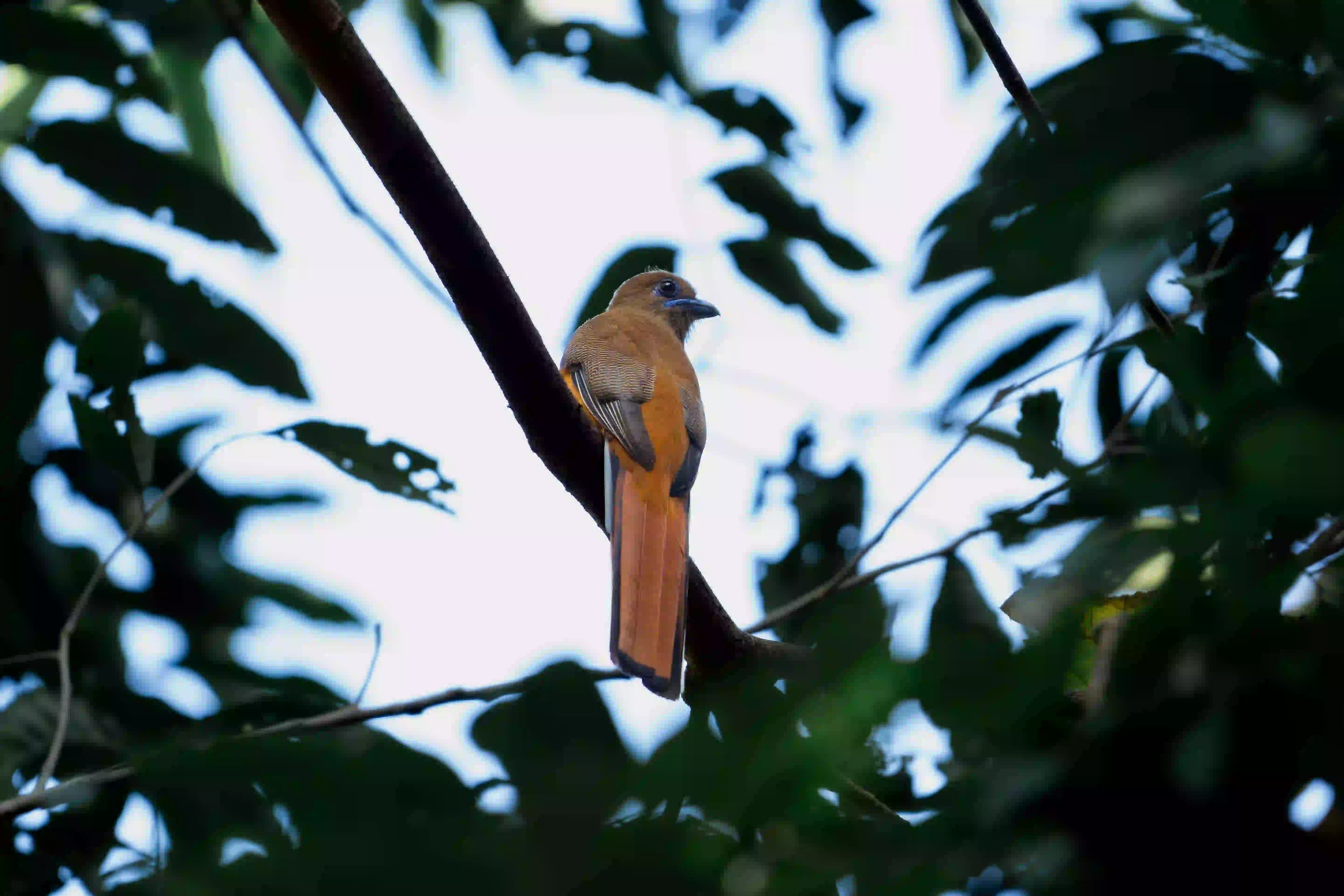 5-Day Thattekad and Munnar Birding Expedition