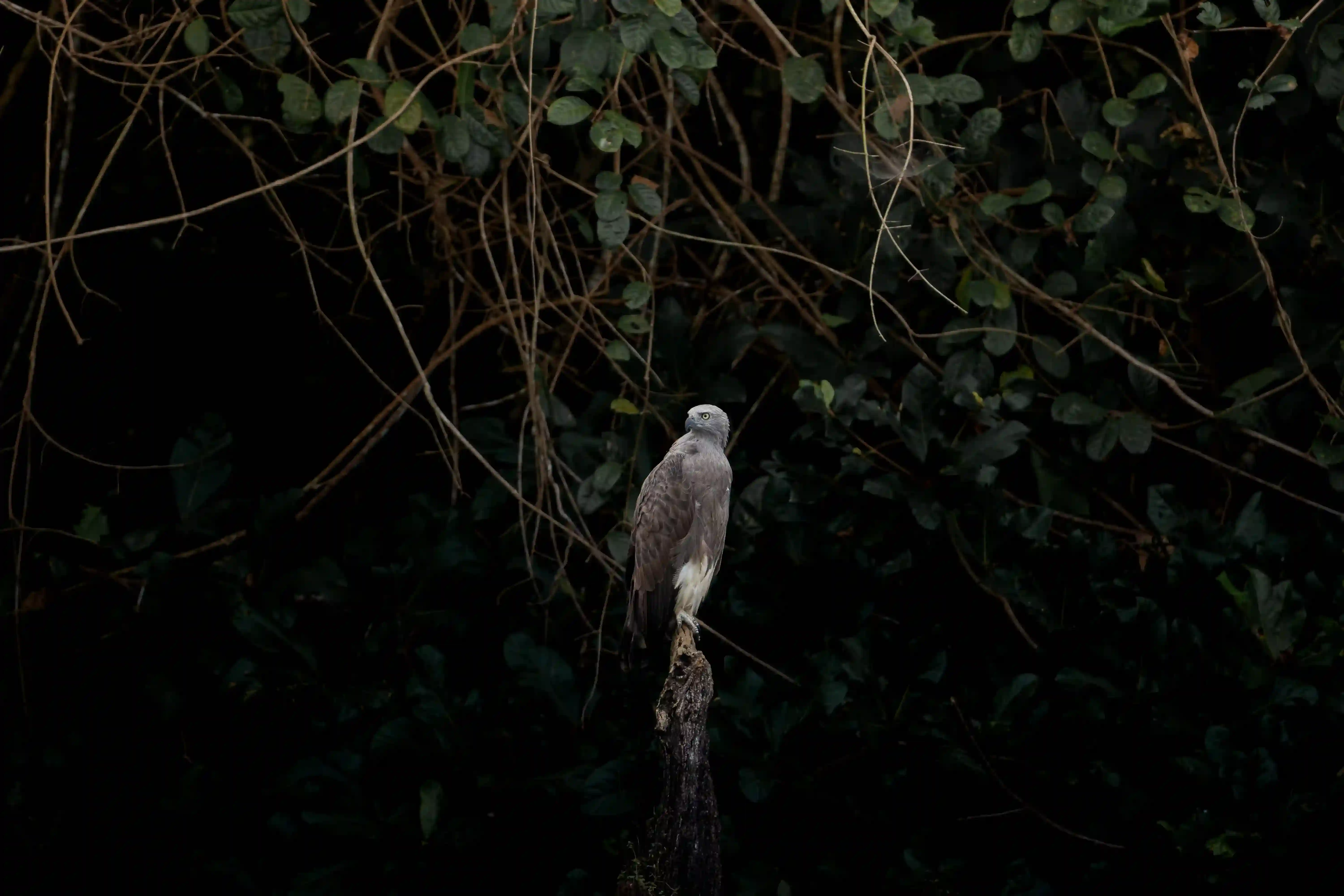 Early Morning Birding in Thattekad