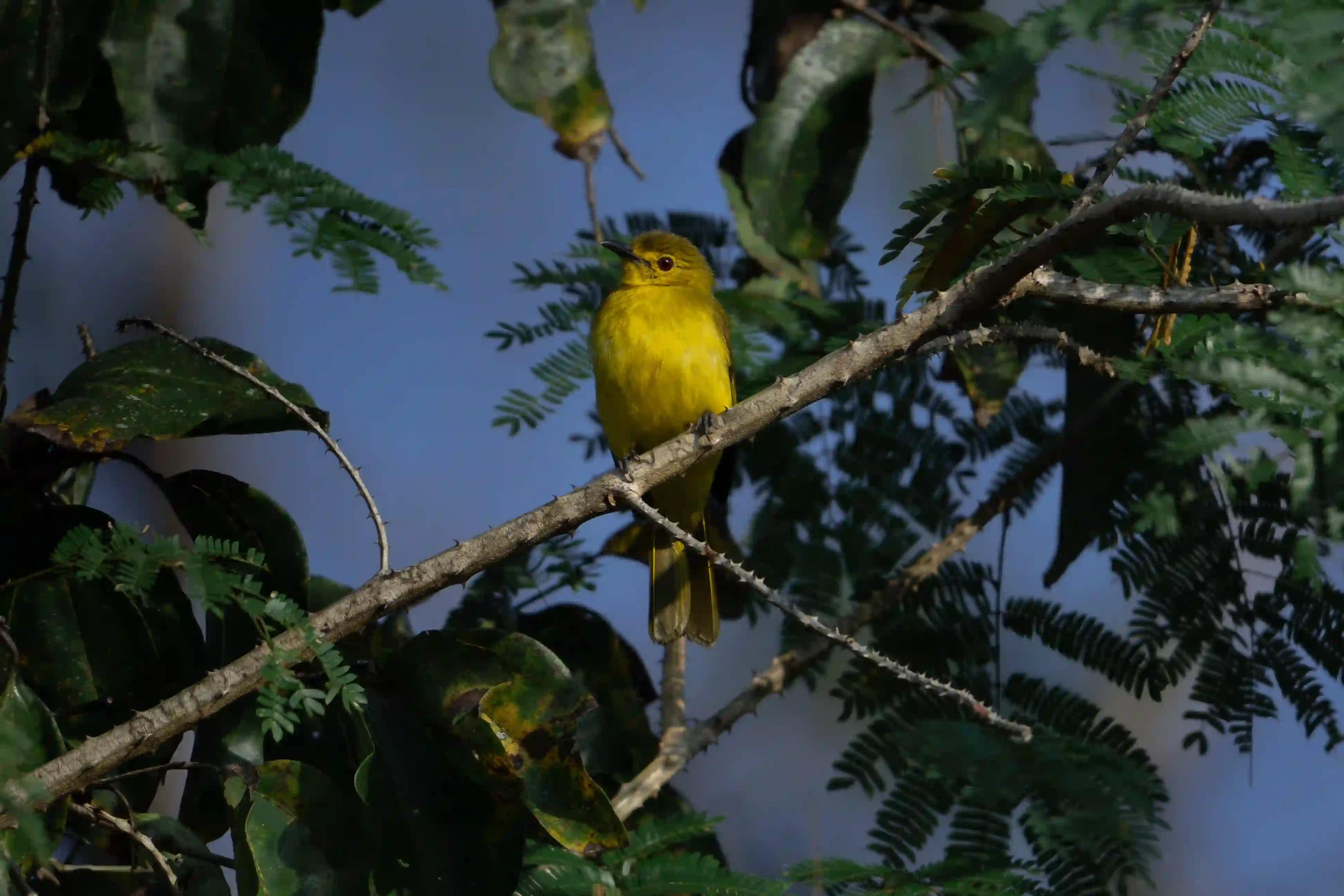 Full-Day Guided Birding Trail in Thattekad