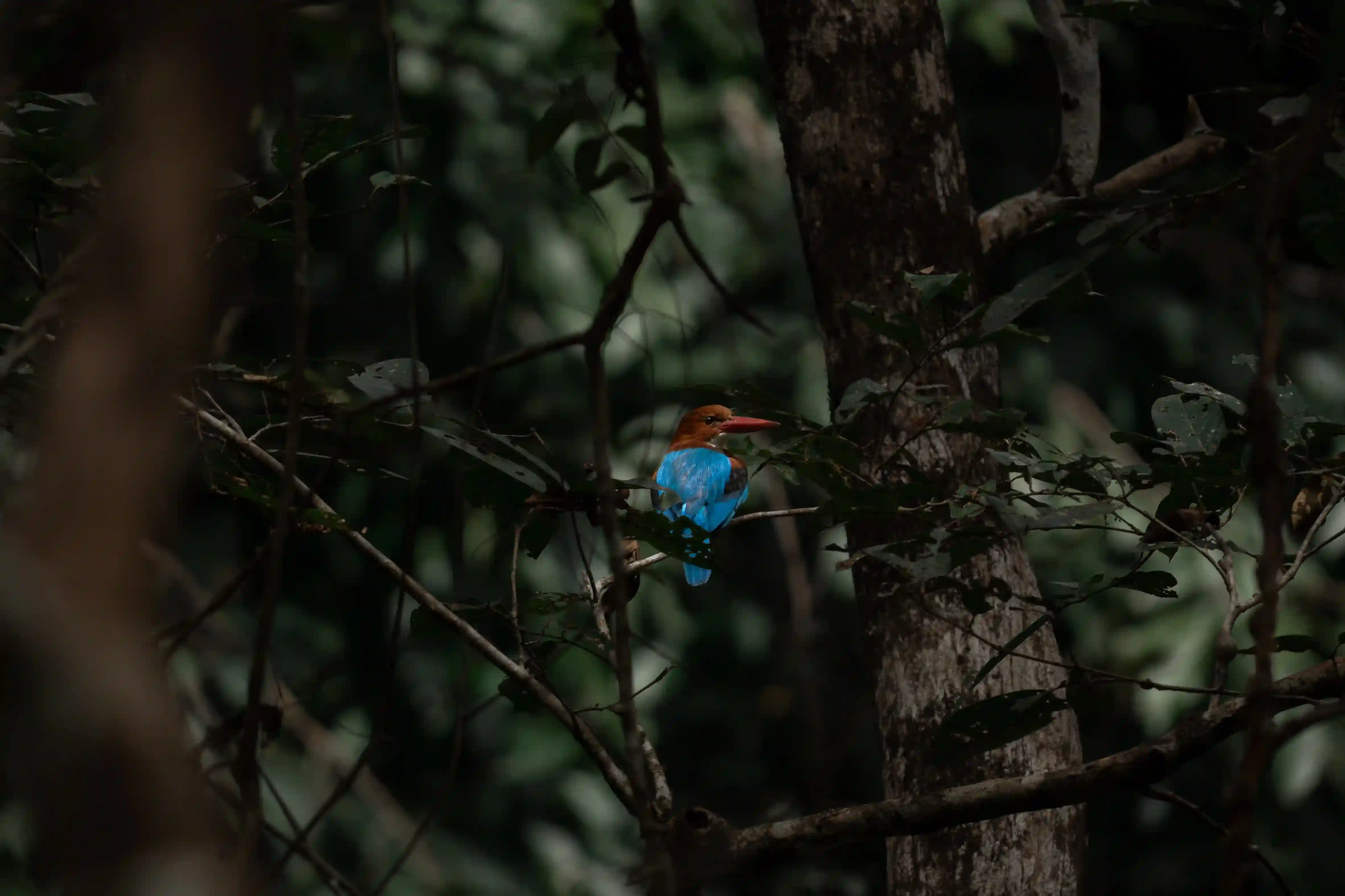 Bird Photography Morning in Thattekad