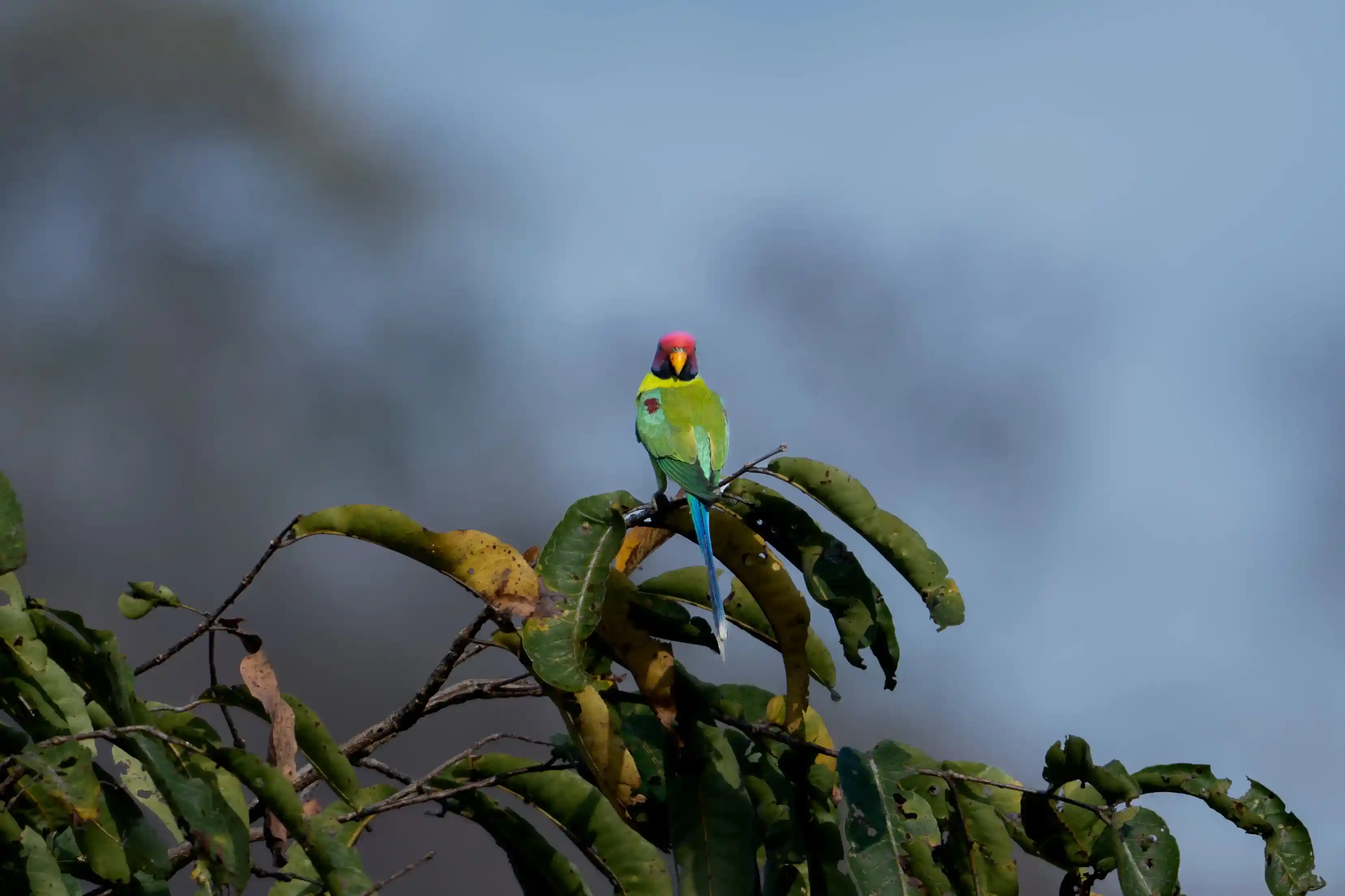 Spice Plantation Birding Walk in Thattekad