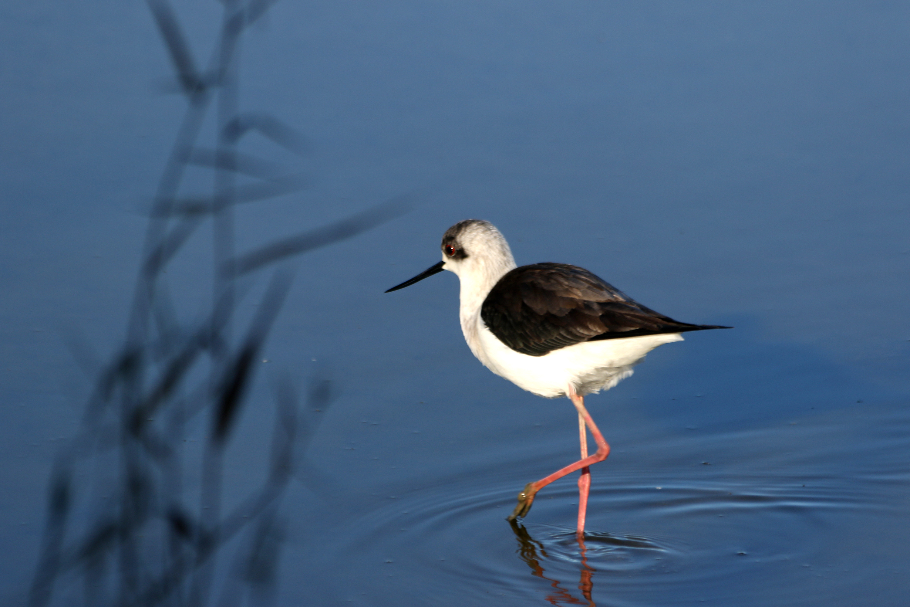 3-Hour Comporta Wetland Birdwatching with Natours