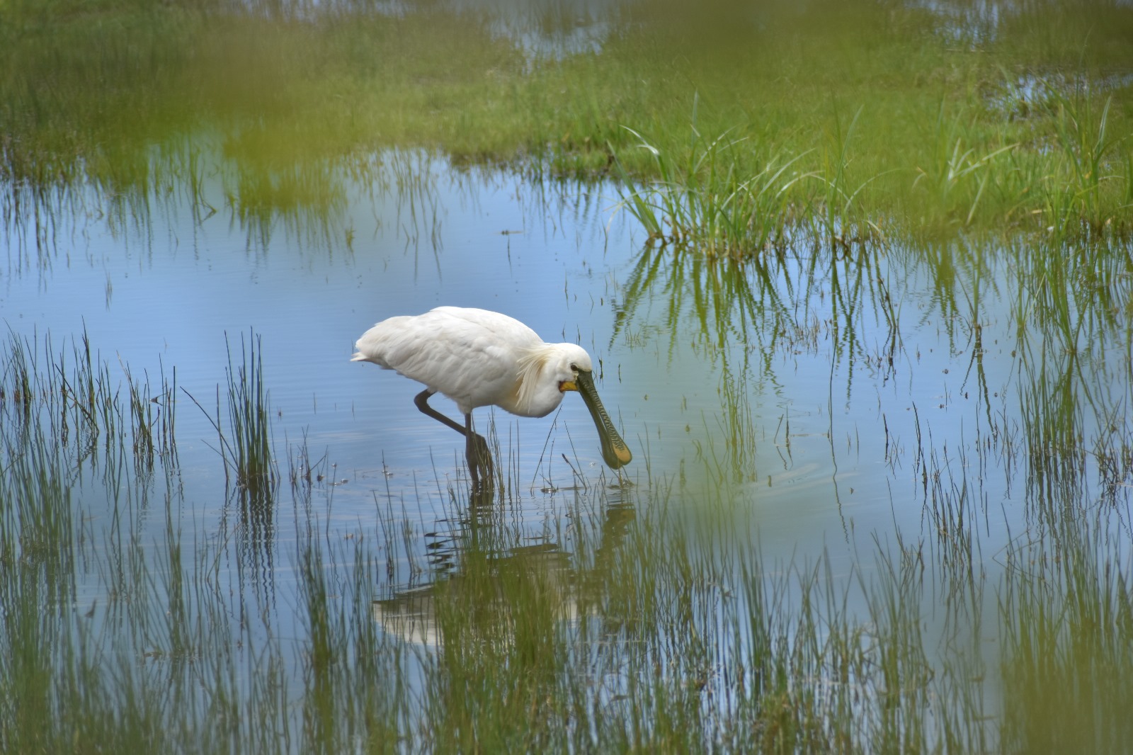 2-Hour Santo Andre Lagoon Birdwatching with Natours