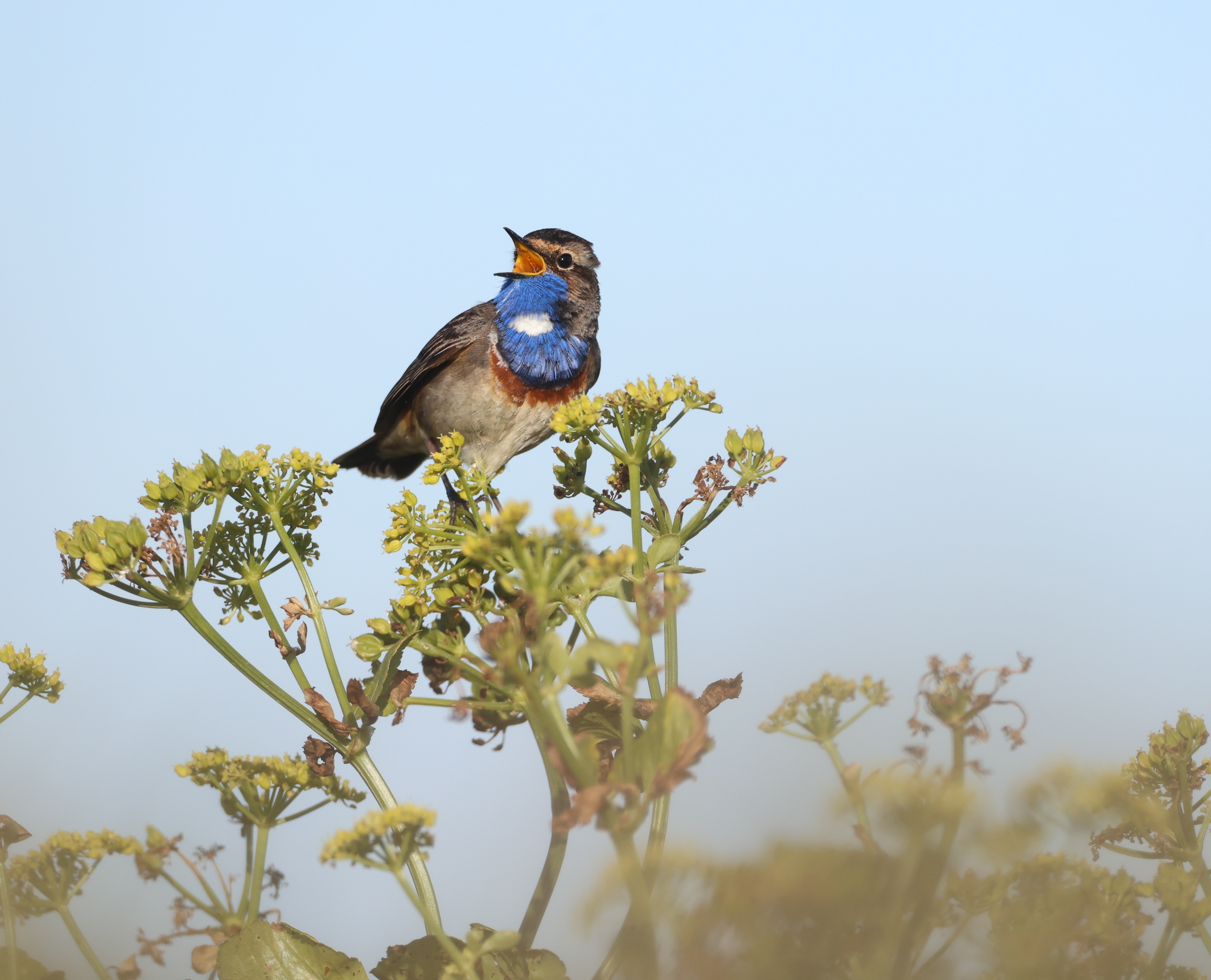 Private 4-Night Bluethroat and Marsh Bird Photography Tour