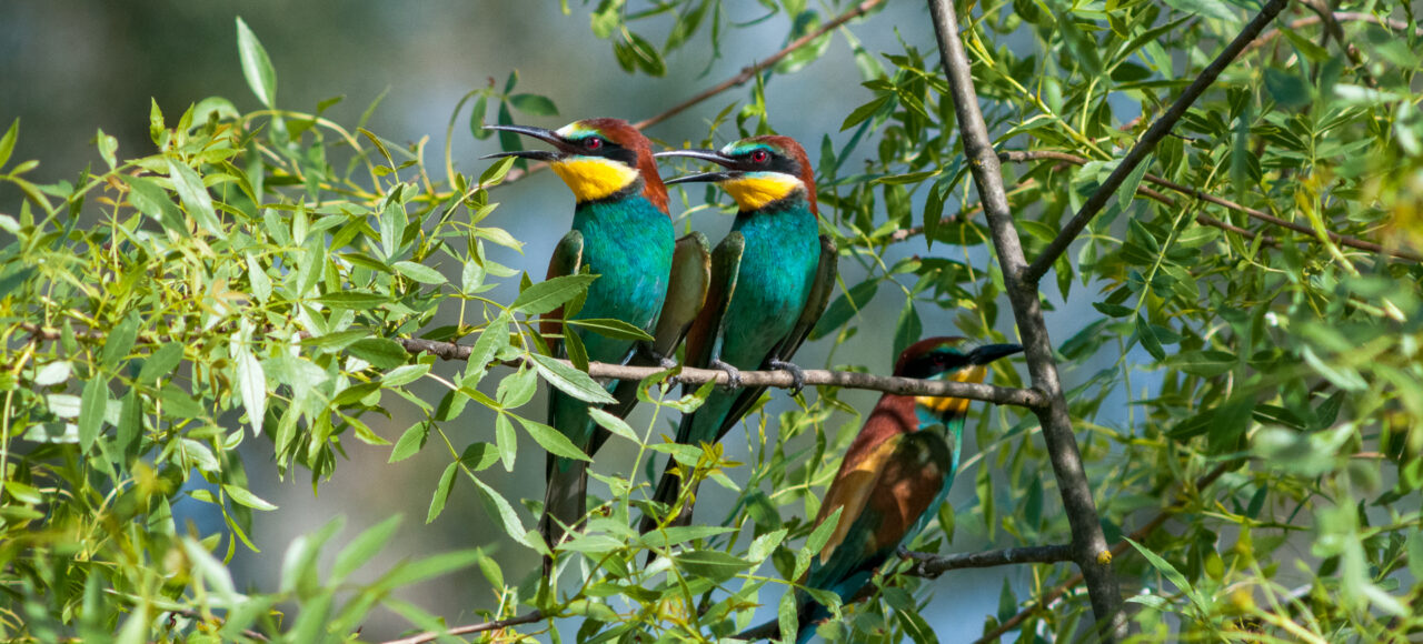 Half-Day or Full-Day Douro Natural Park Birdwatching