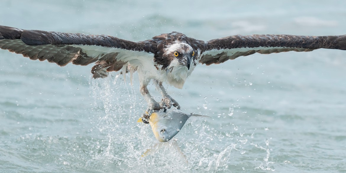 2027 Florida Fishing Ospreys and Spoonbills Photography Workshop
