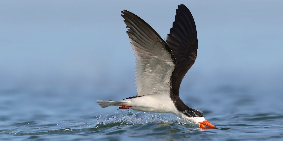 2027 Sarasota Bay Black Skimmers Colony Photography Workshop