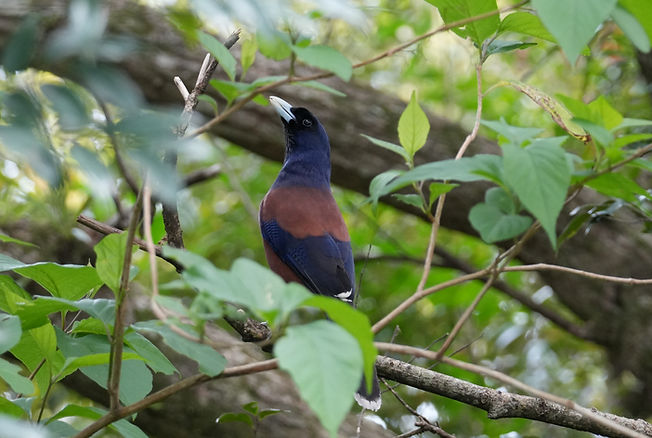 Private Full-Day Amami Oshima Birdwatching Tour