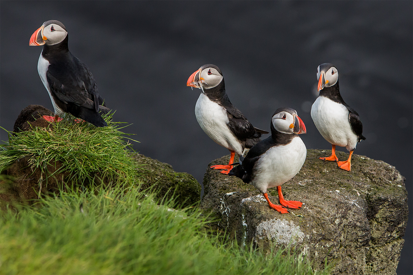9-Day Grímsey Puffin Photography Workshop