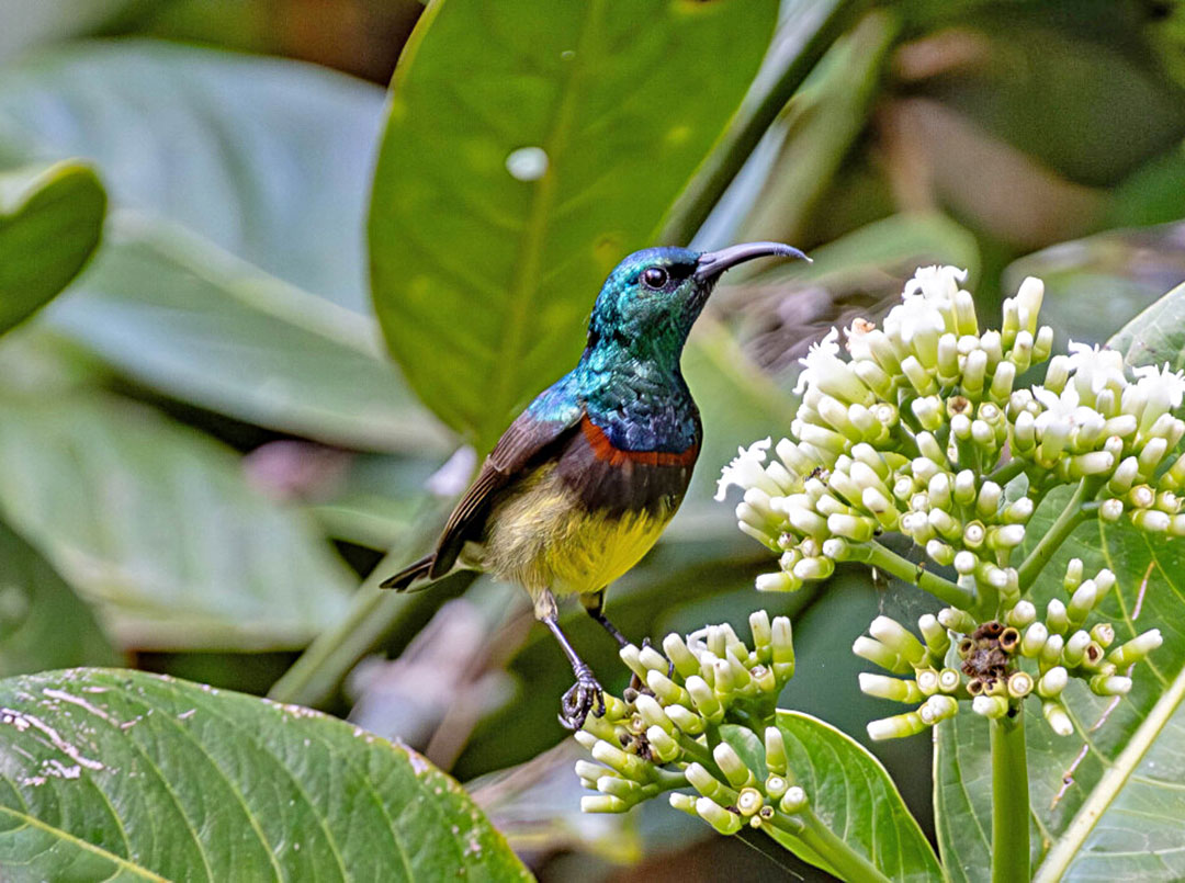 18-Day Madagascar Bird Circuit