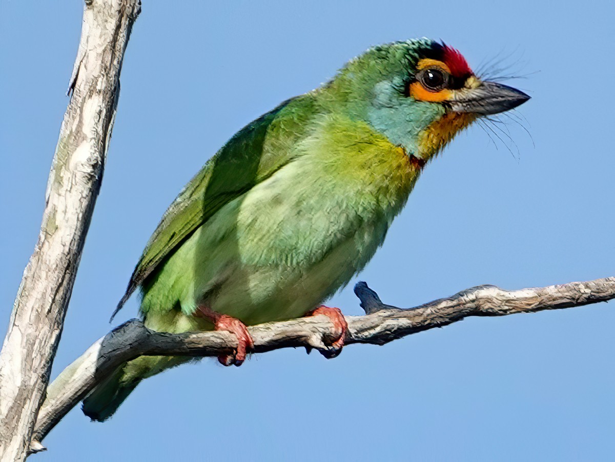 7-Day Sri Lanka Endemic Birding Tour
