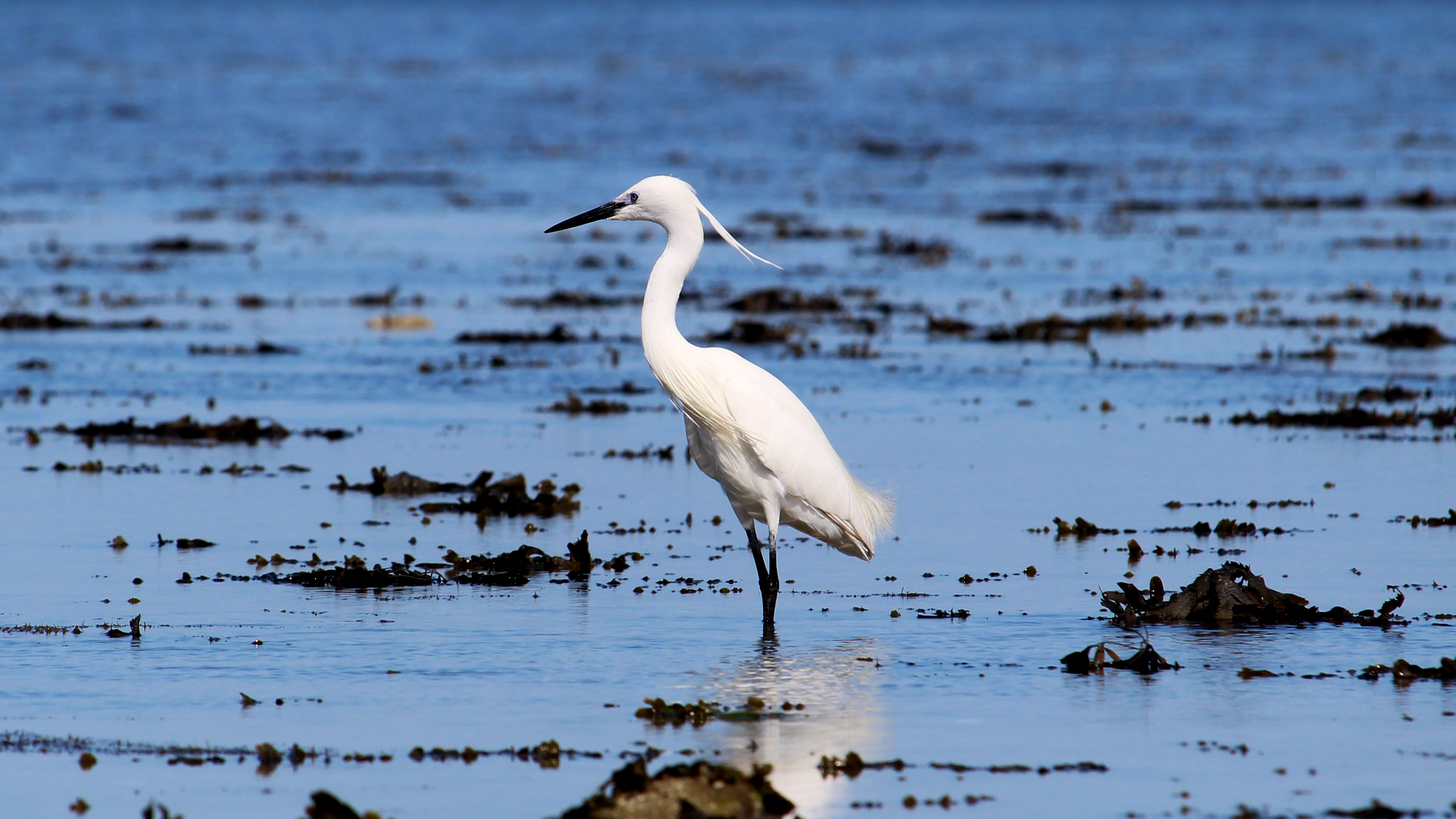 Private Coastal Birding in Cotes-d'Armor with Litt'Obs