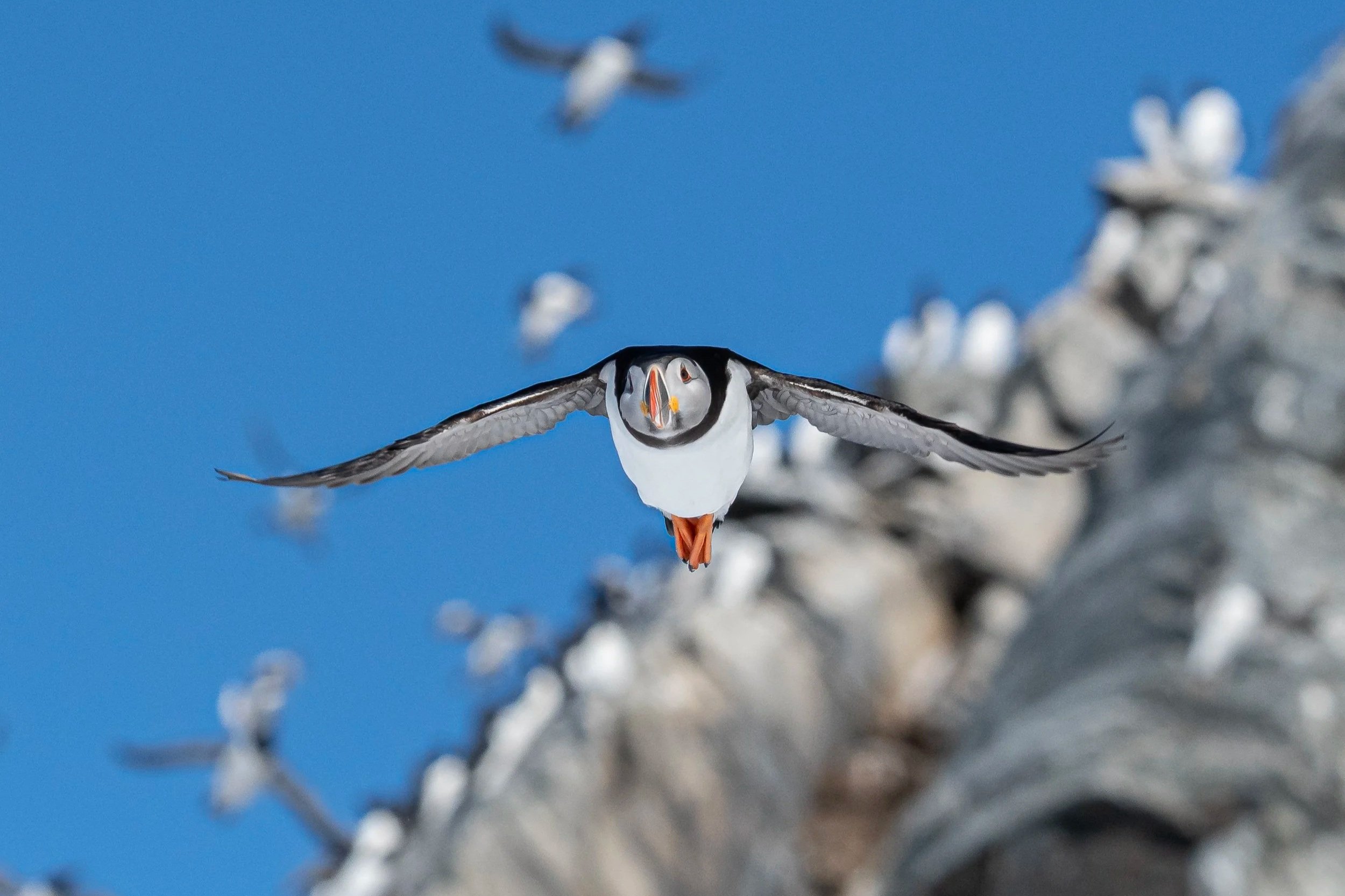 7-Day Varanger Puffin and Arctic Bird Photography Workshop