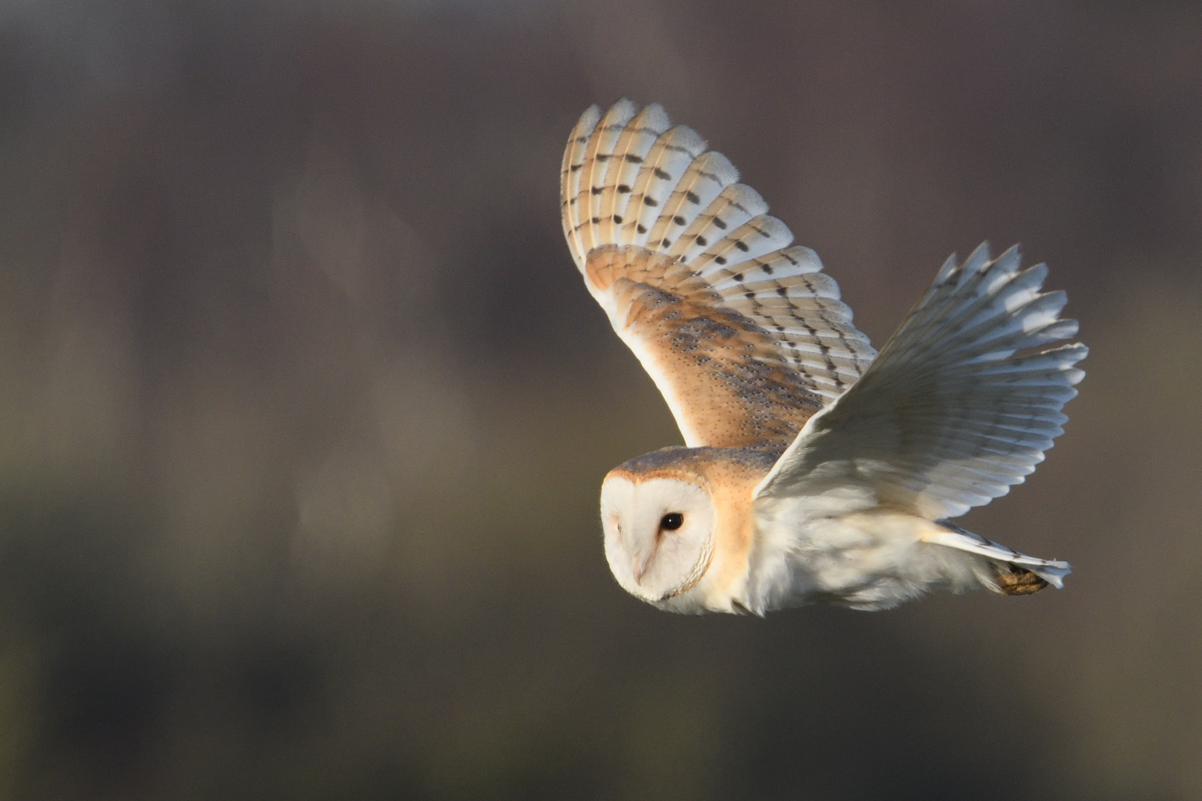 London Express Full-Day Birding Tour
