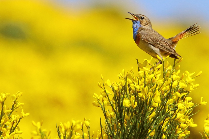 Private Sierra de Gredos Birdwatching Tour