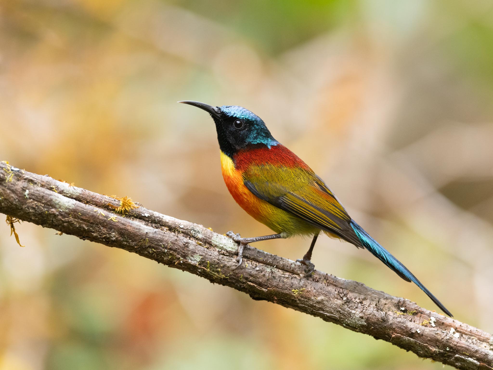 Private Doi Inthanon Birding Tour, 1 to 4 Days