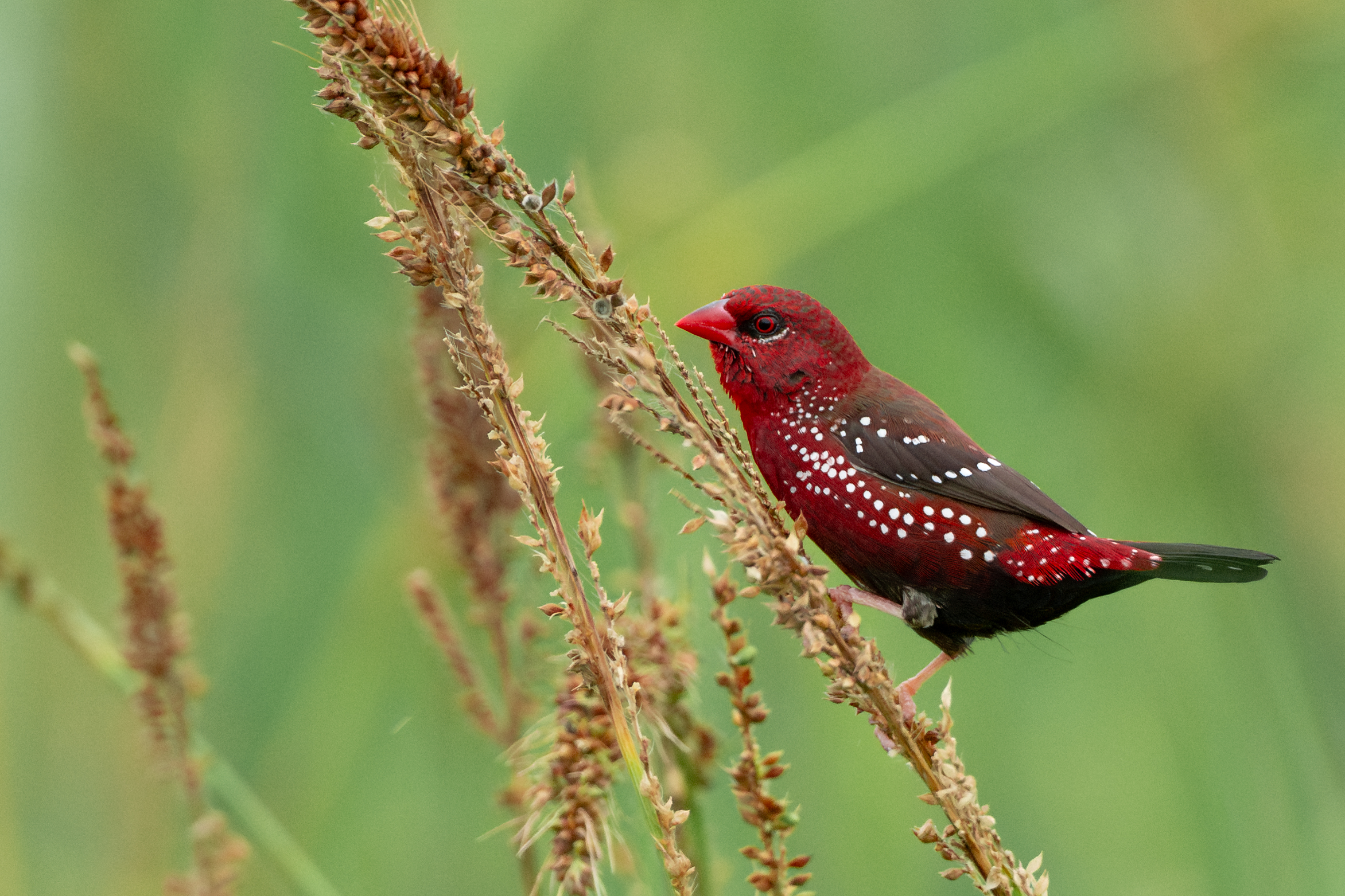 Personalised Private Birding Tour in Thailand, 1 to 7 Days