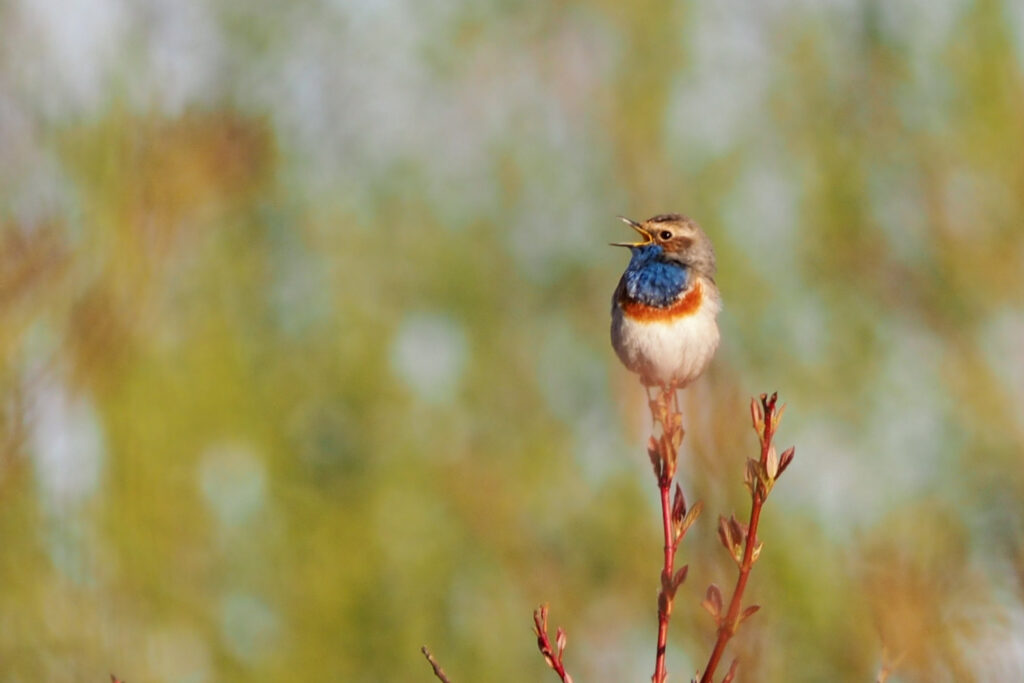 Private South Holland Birding Excursion with Jon Duifhuis