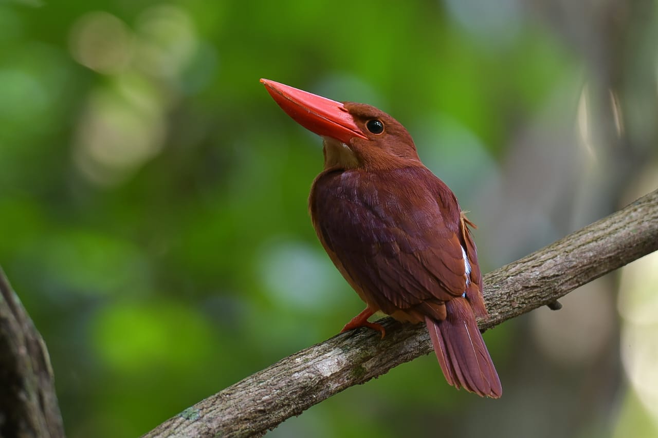 8-Day North Sulawesi Birding Tour