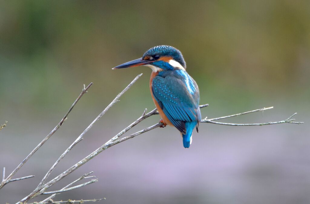 Tailor-Made Birdwatching in Landes and the French Basque Country