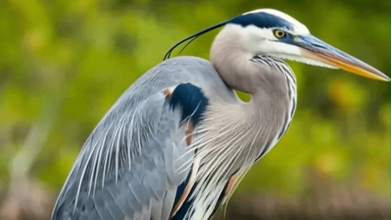 Wings of the Wetlands Birding Boat Tour