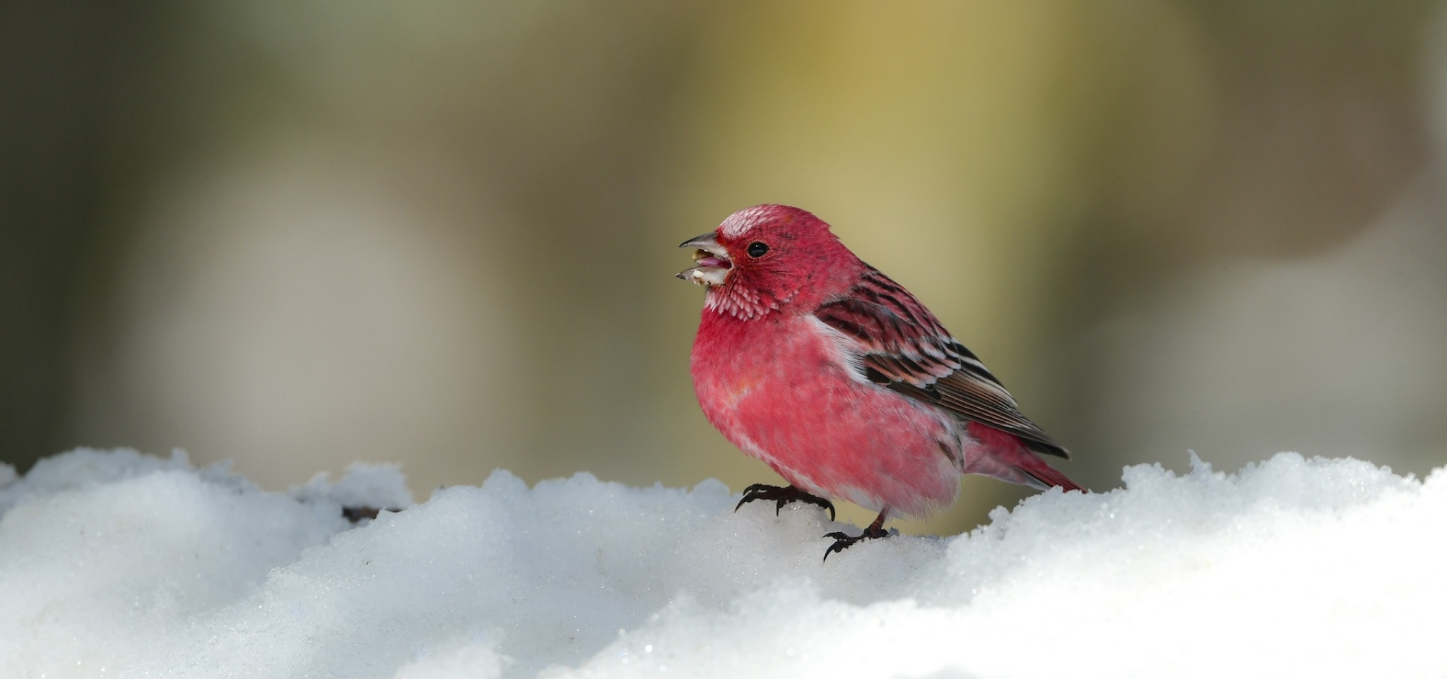 Tokyo Birding Escape: Kanto Winter Wetlands and Forests