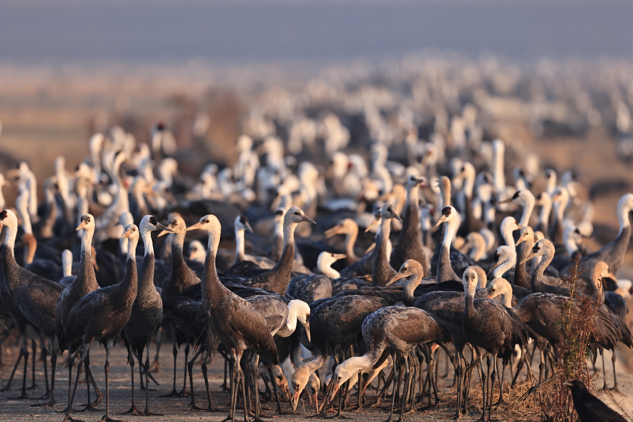 Crane Spectacle in Kyushu