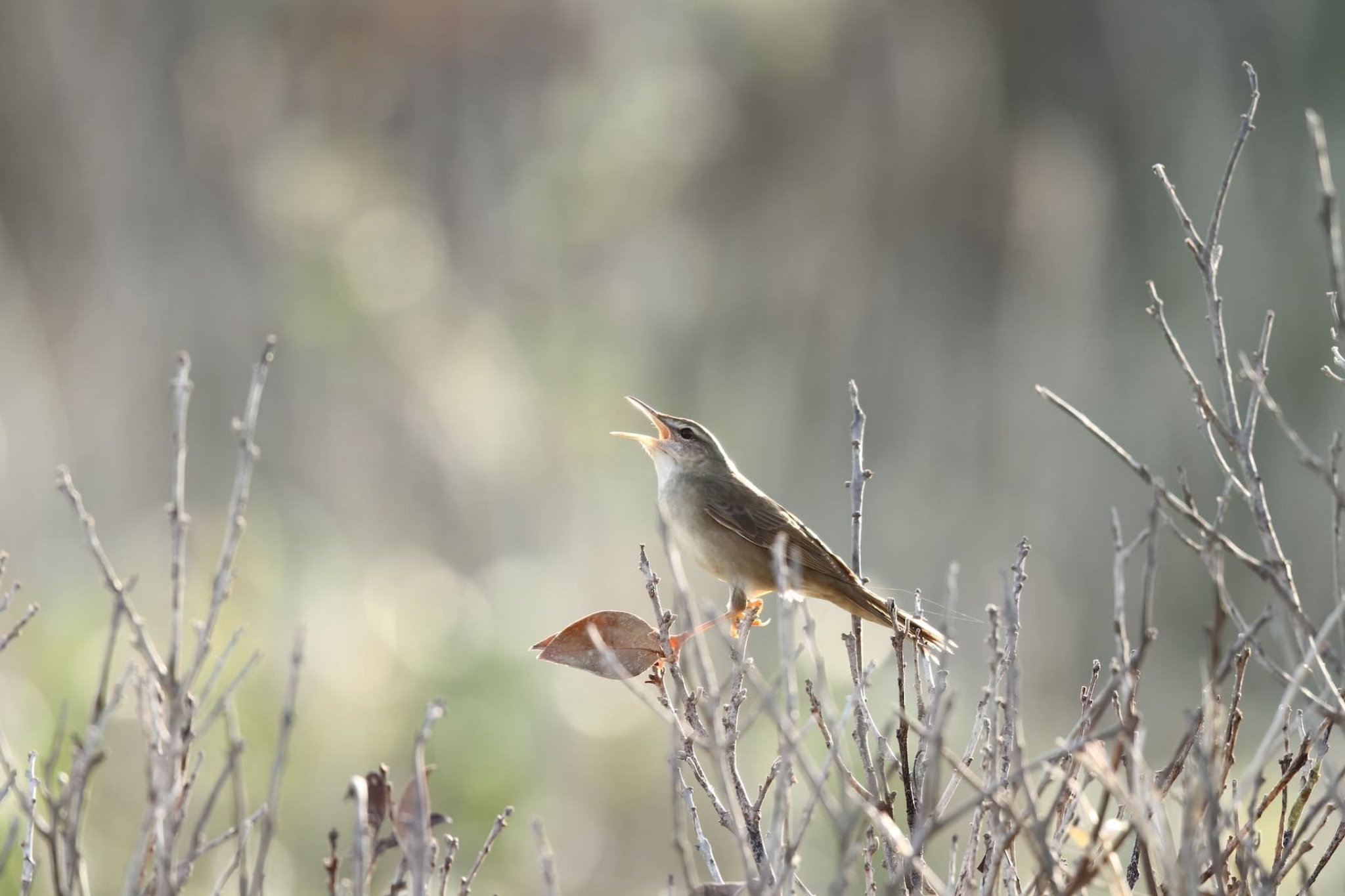 Tokyo, Nikko and Izu Islands Spring Birding