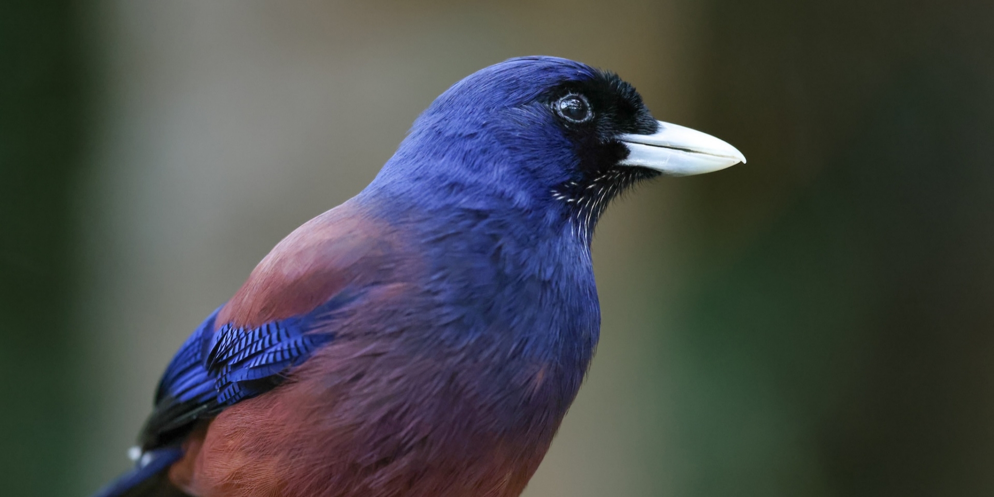 Amami and Okinawa Endemic Birding Journey