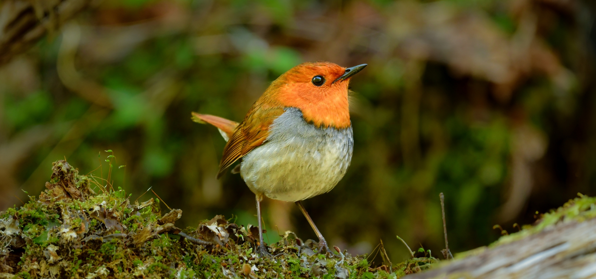 Summer Jewels of Japan: Mountain Forest Birding