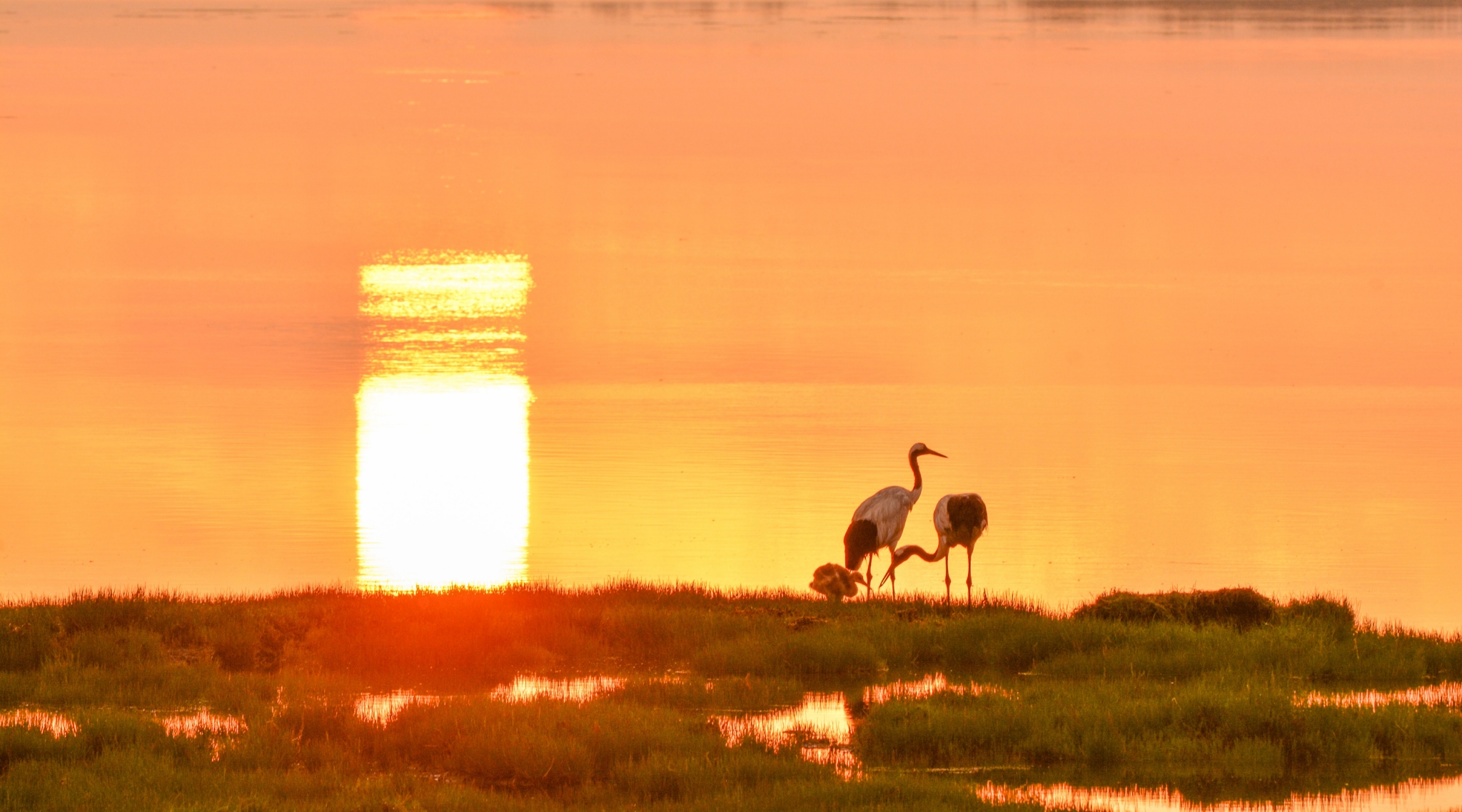Wild Hokkaido Summer Bird Quest