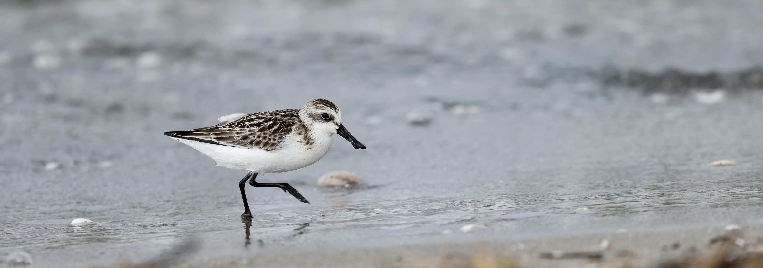 Kyushu and Okinawa Autumn Birding Adventure