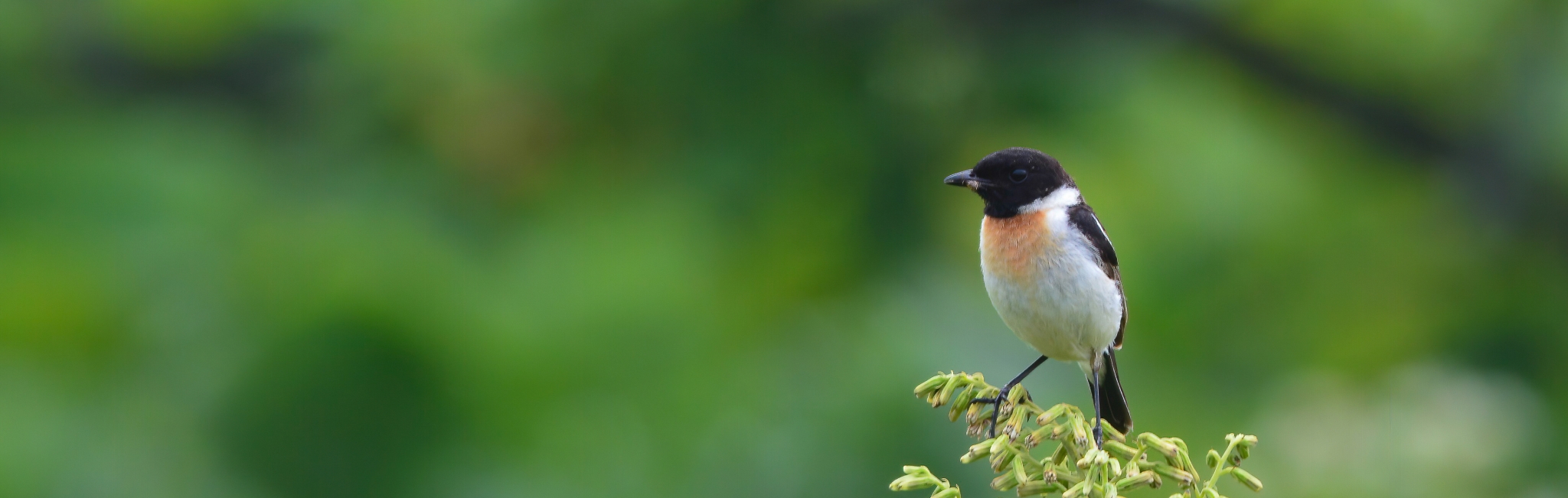 Private Nikko Highlands Birding Day